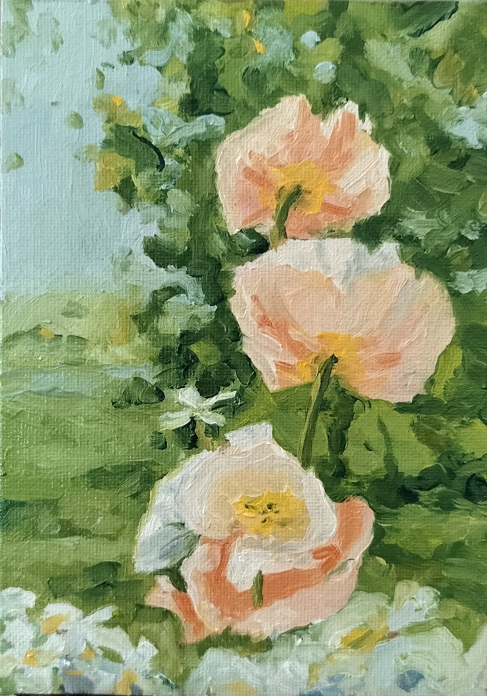 Poppies