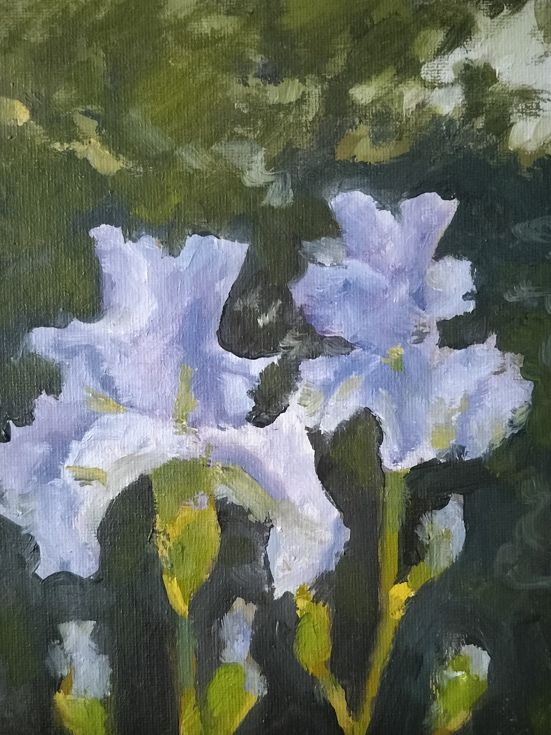 Twin Iris Blooms