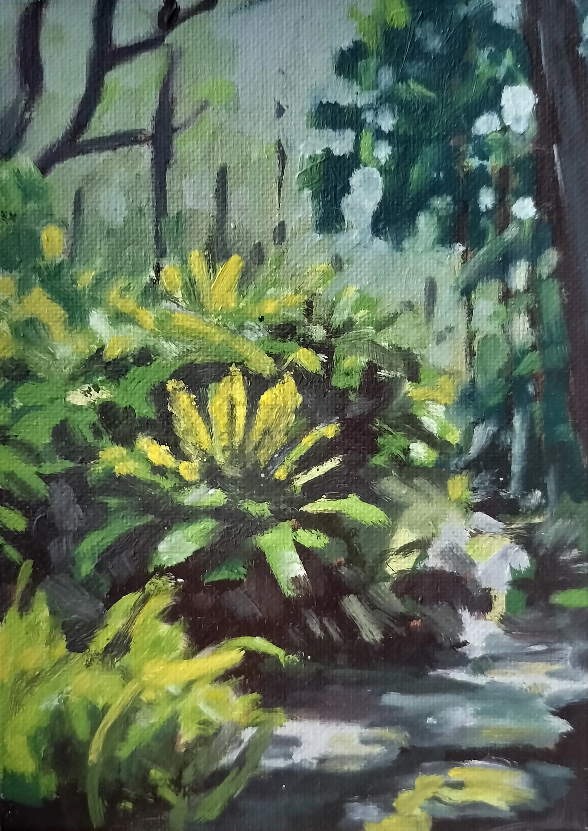 Ferns Under the Redwoods