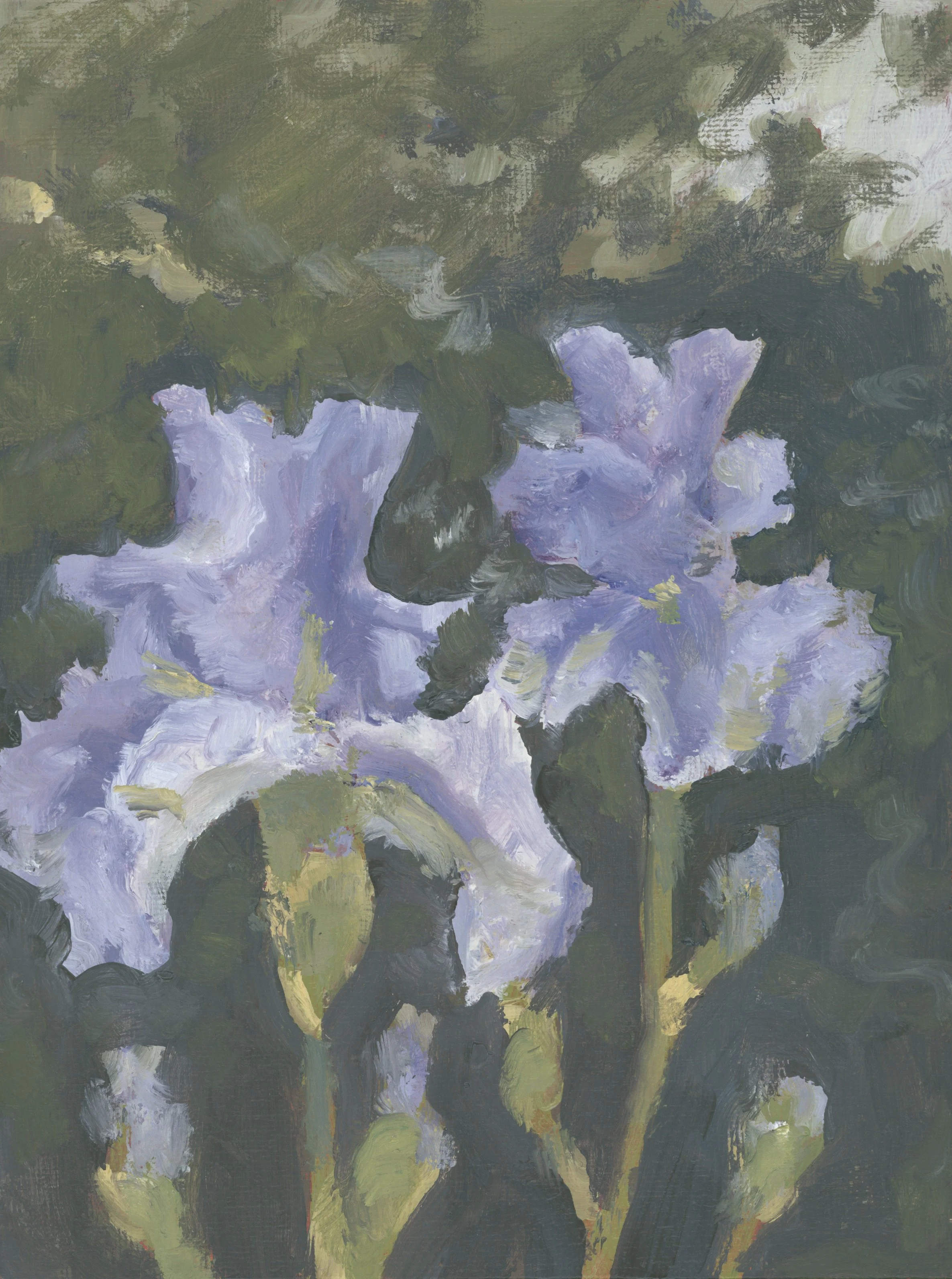 Twin Iris Blooms.  Oil on canvas. 