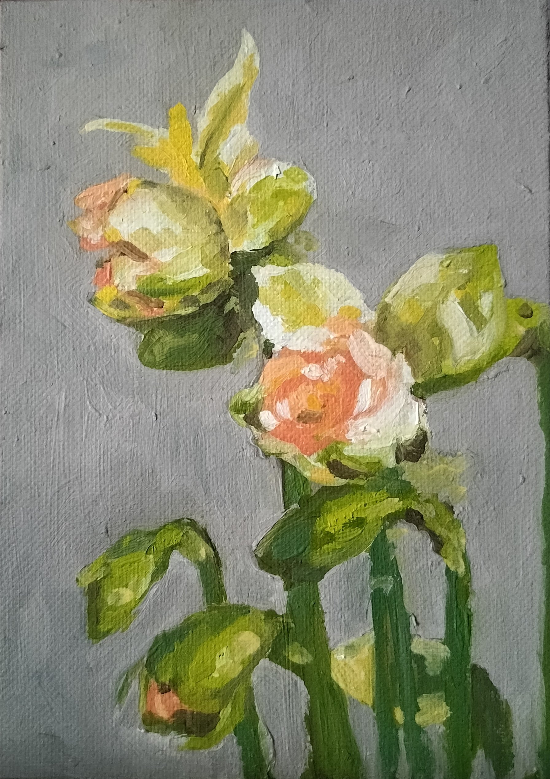 Daffodils
