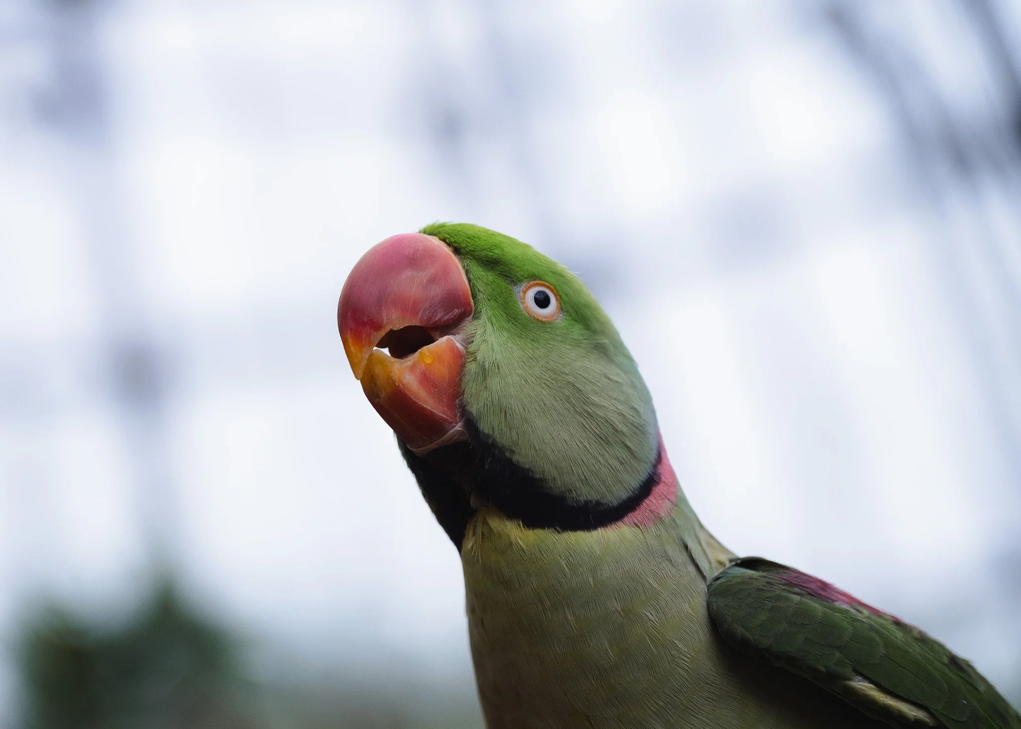 Close-up of a green Indian ringneck parakeet with a red-orange beak and black neck ring