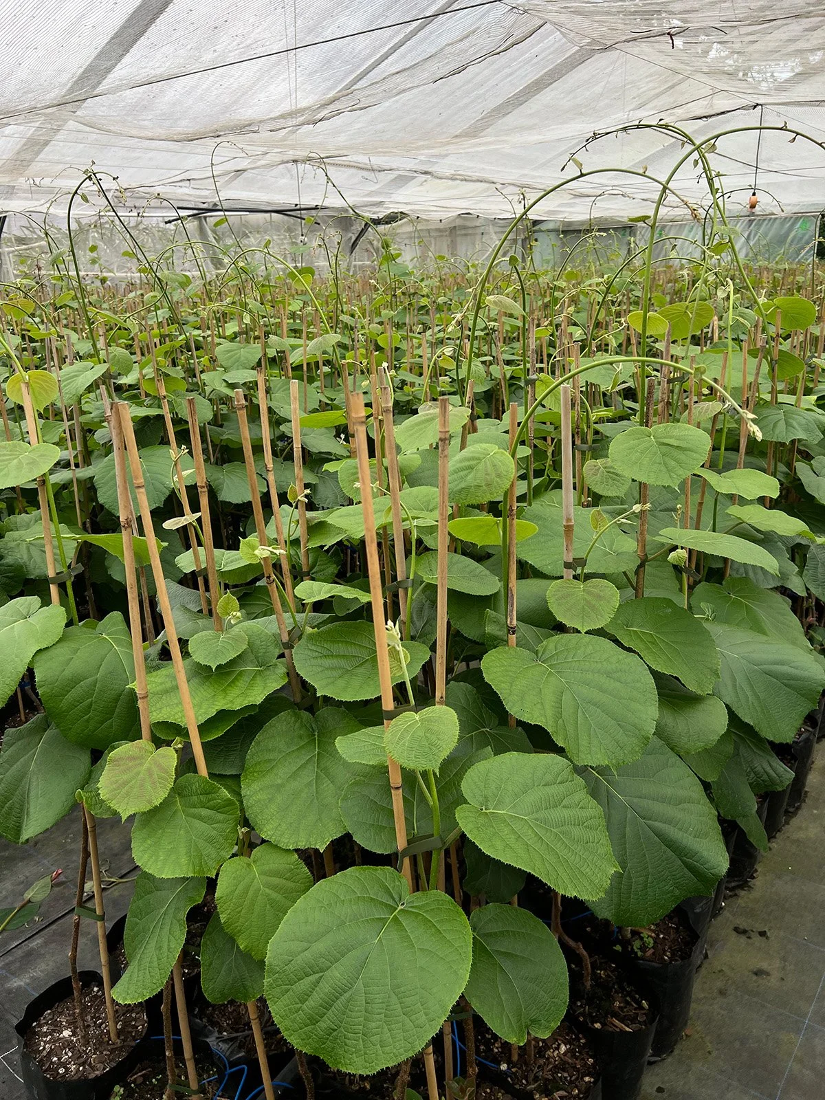 Vibrant green kiwifruit rootstock plants growing in Davidson Horticulture green house based in Te Puke, Bay of Plenty, New Zealand