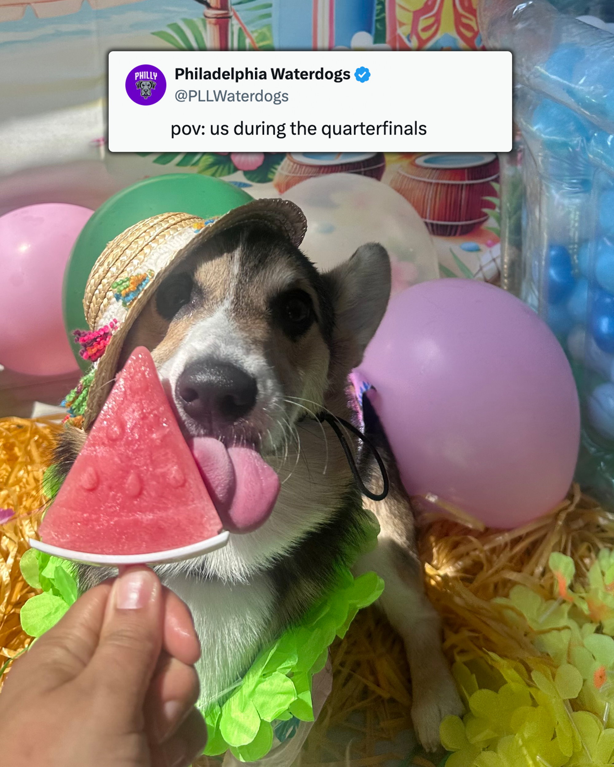 Dog Meme.png