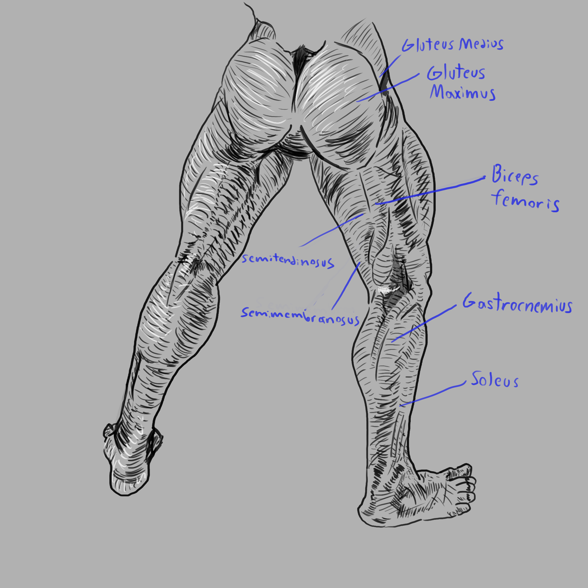leg muscles 2.png