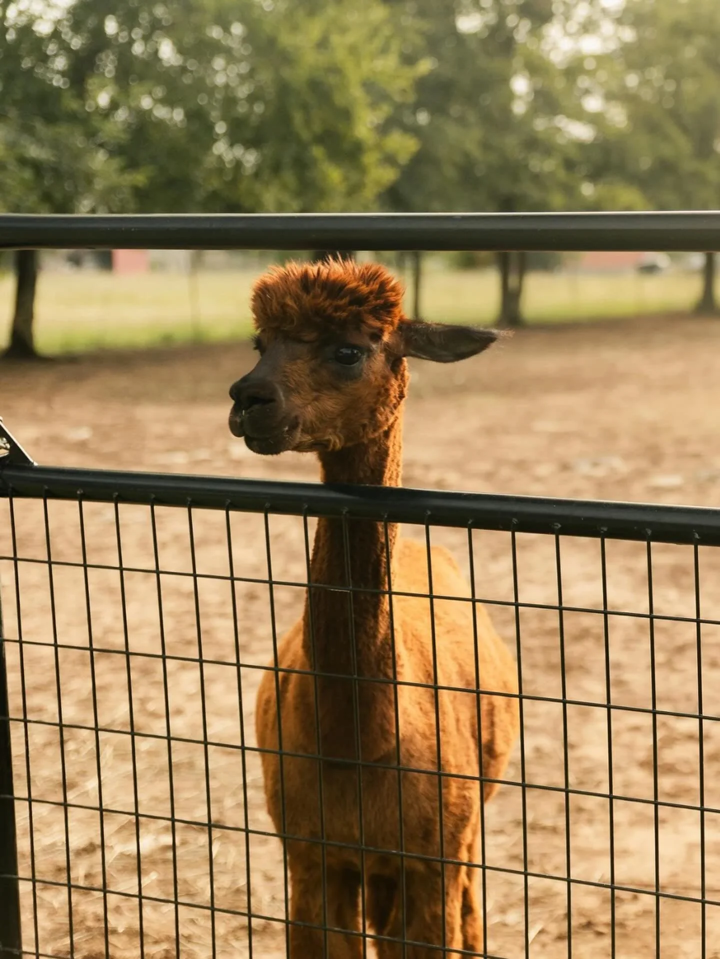 Giddy over how this wedding had an actual petting zoo. We are going to the fair this weekend and I can&rsquo;t wait to show Sterling all the animals that will be there.