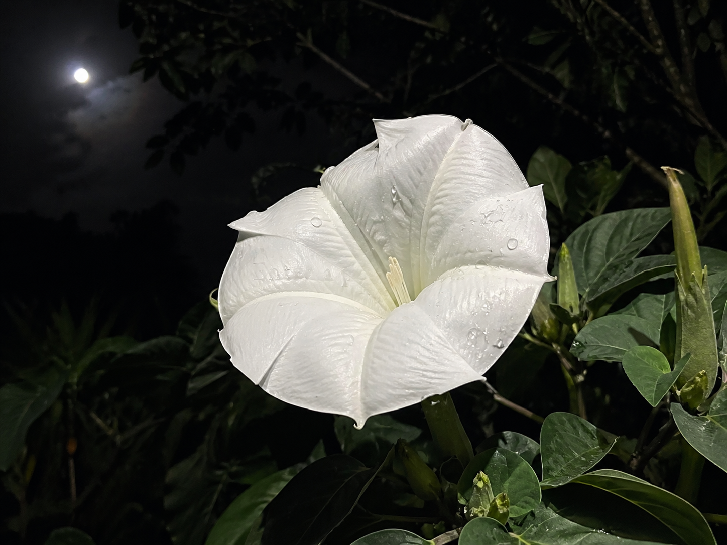 Moonflower                                                  Reflections on quiet healing, love, and becoming. 