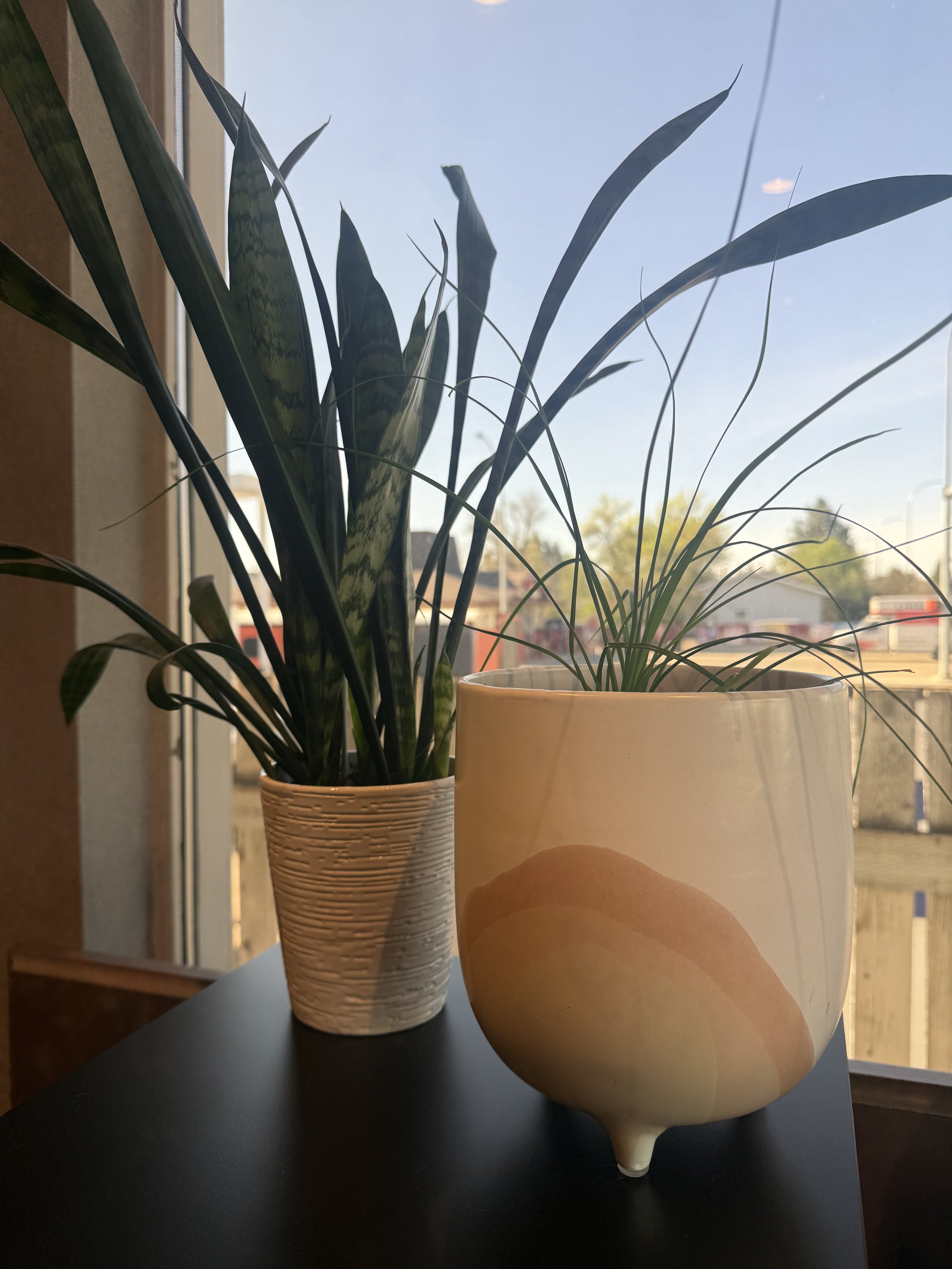 two plants in front of reception window with sunlight shining in