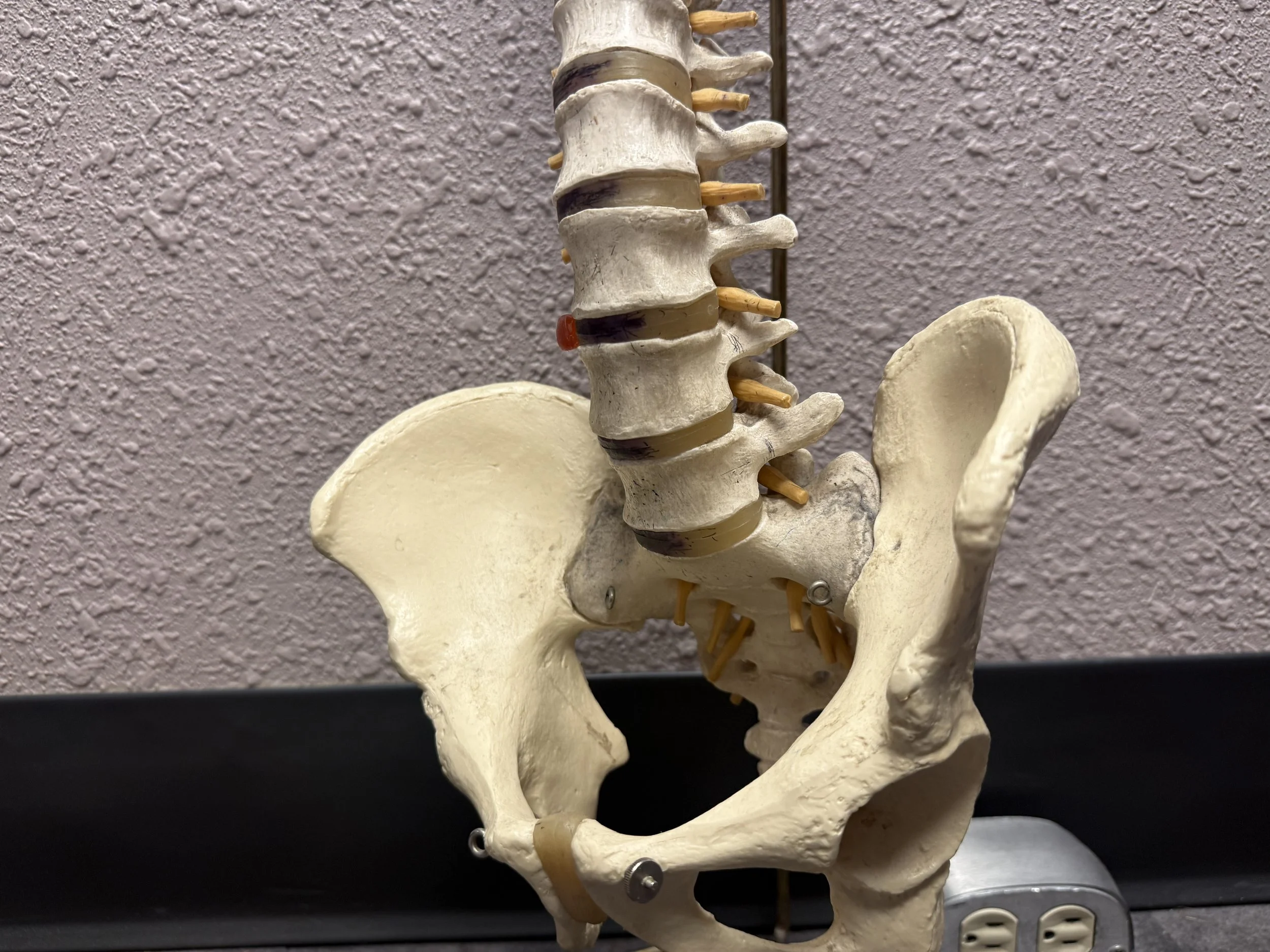 a model of the lower spine and pelvic region
