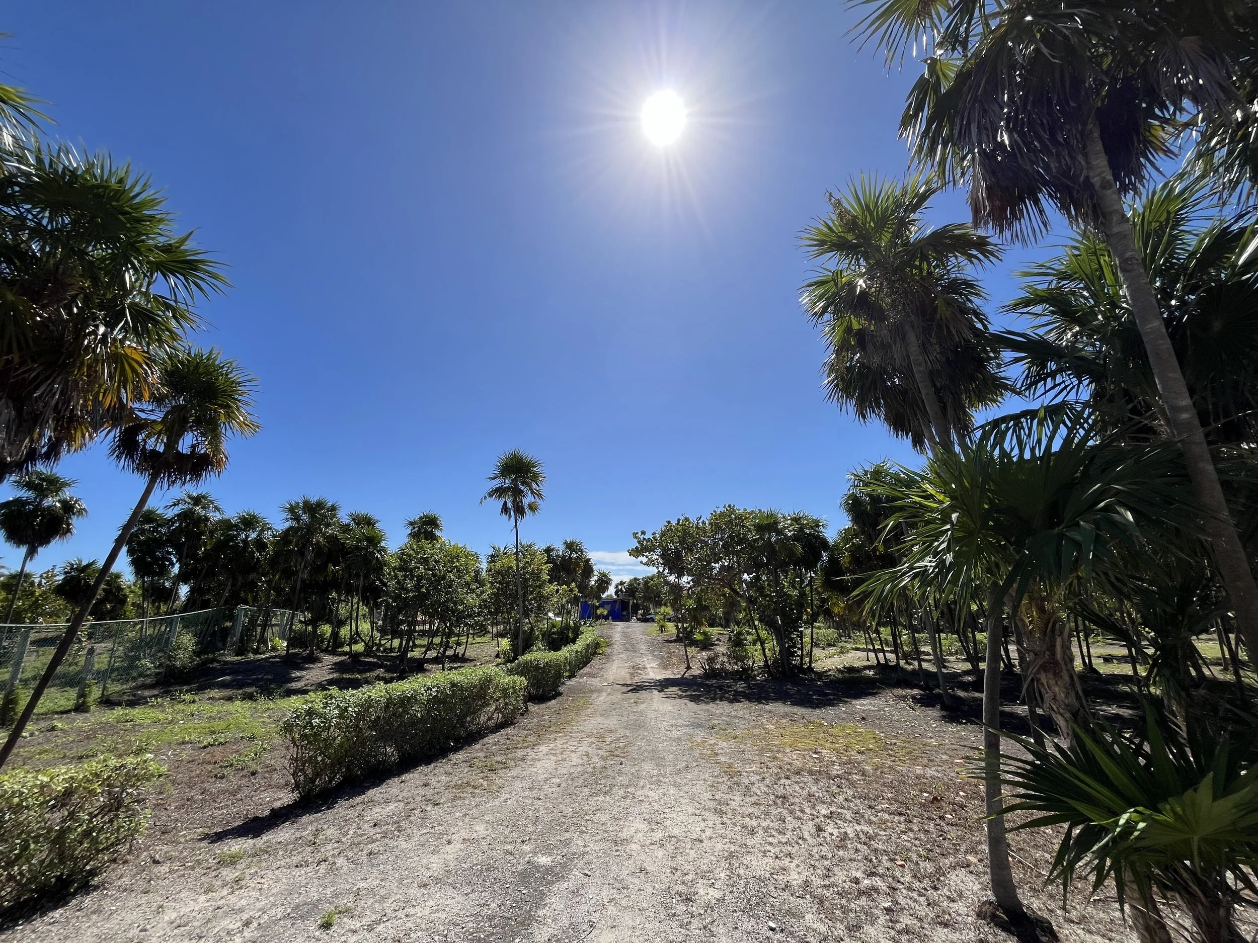 A sunny day with a clear blue sky and the sun shining brightly overhead. Tall palm trees with green fronds line a dirt pathway in a garden or park area. There are small bushes along the sides of the pathway.