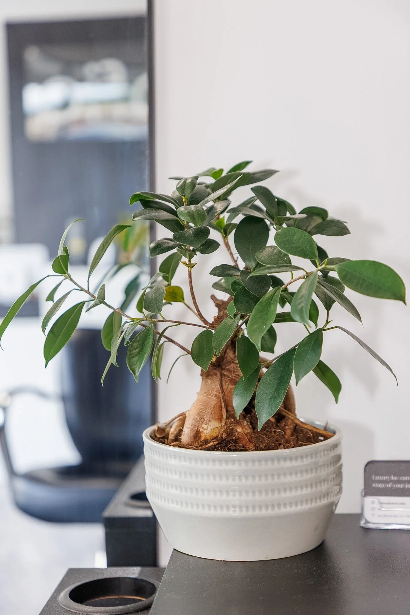 A potted plant with green leaves on a gray surface, with a blurred background including a window and laboratory equipment.