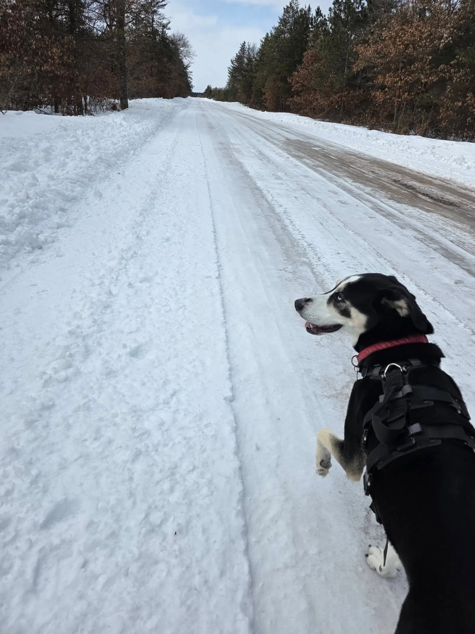 Freyja's 4th birthday run. 4 on 2/22. 🎉 always gotta throw in a handful of snow baths. And my longest run in months at 2 miles.