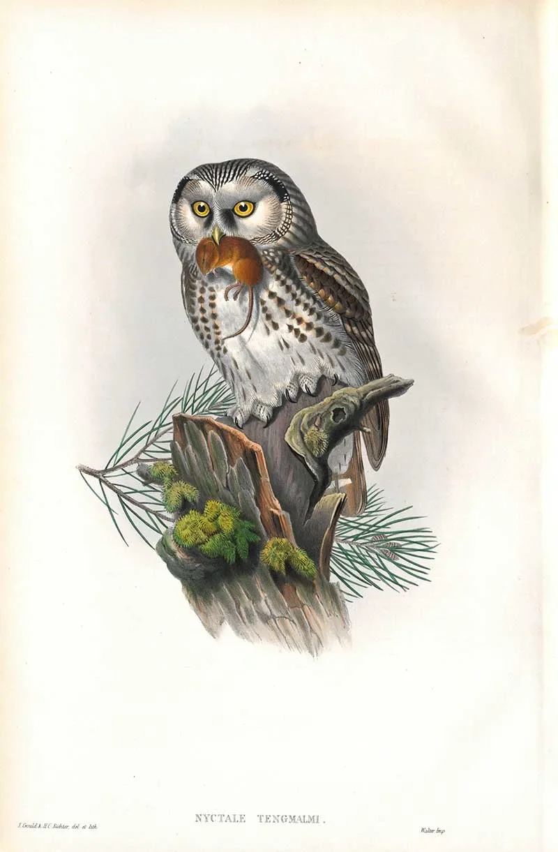 Upcoming Projects and Premieres