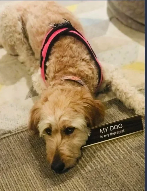 Therapy support dog resting indoors with a sign reading “My dog is my therapist,” representing comfort, emotional support, and animal-assisted therapy.
