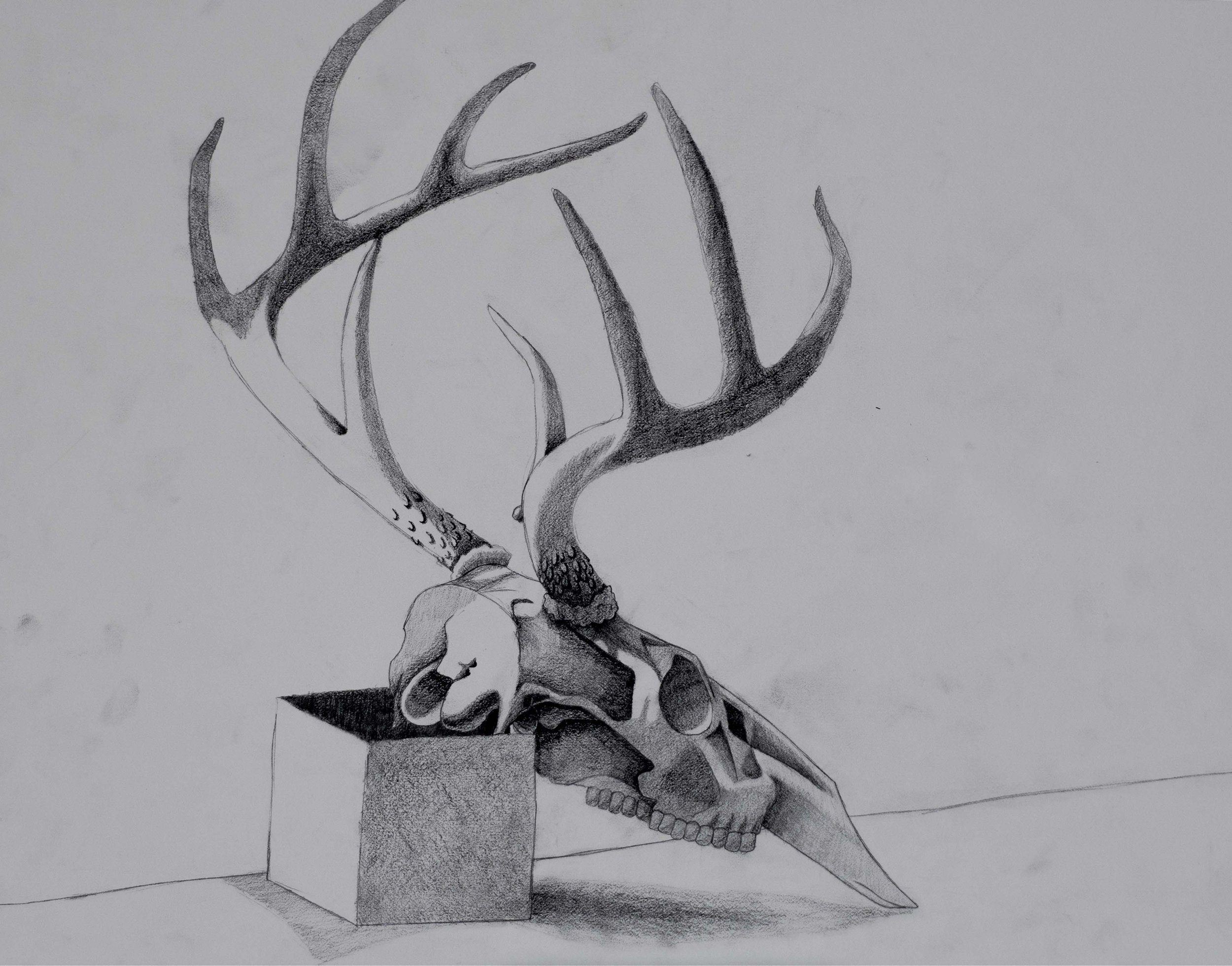 Graphite Deer Skull