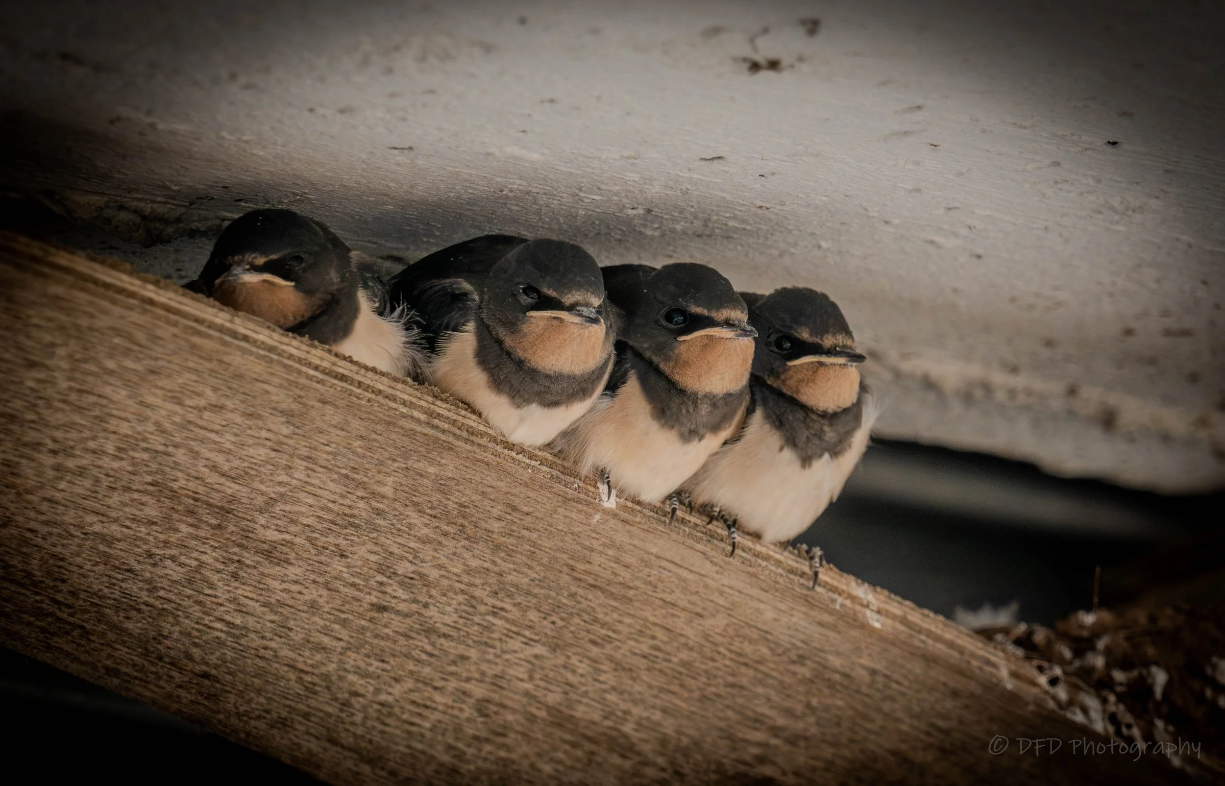 barnswallows-1.jpg