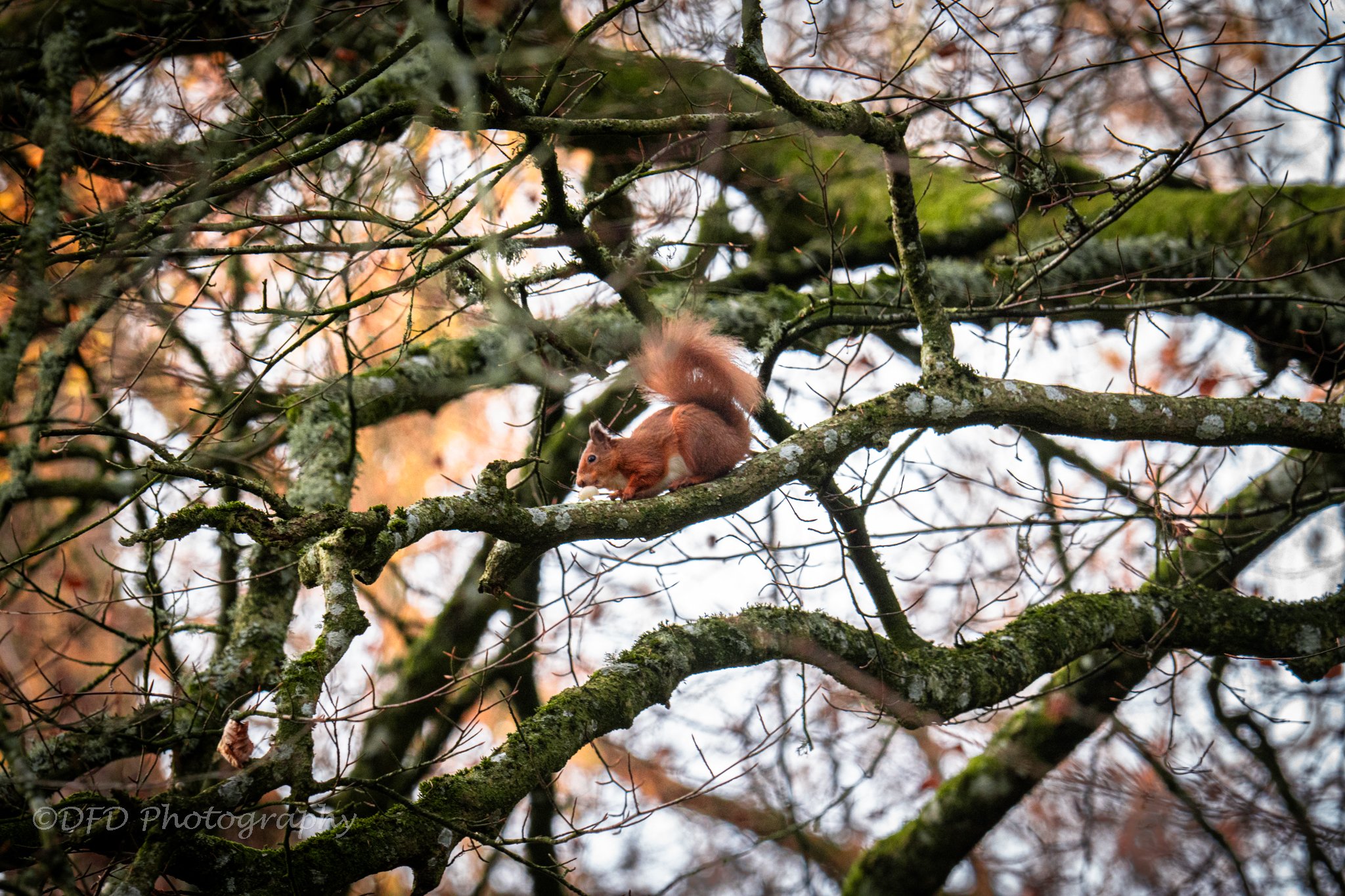 Red Squirel small 1.jpg