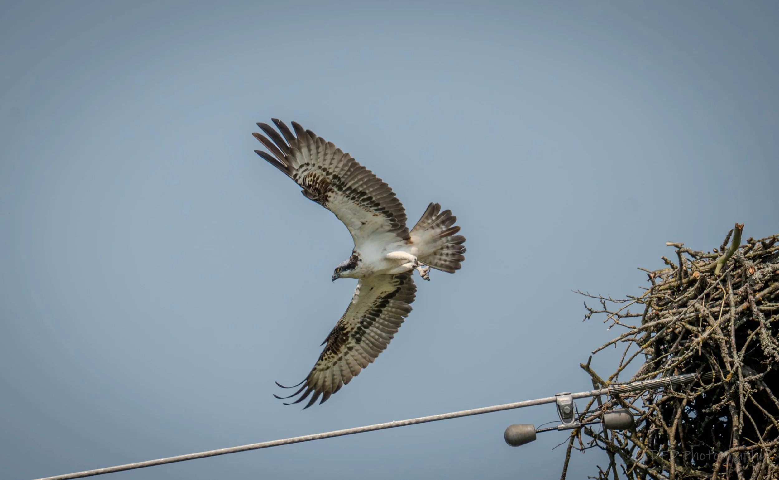 Osprey-marlee-29.jpg