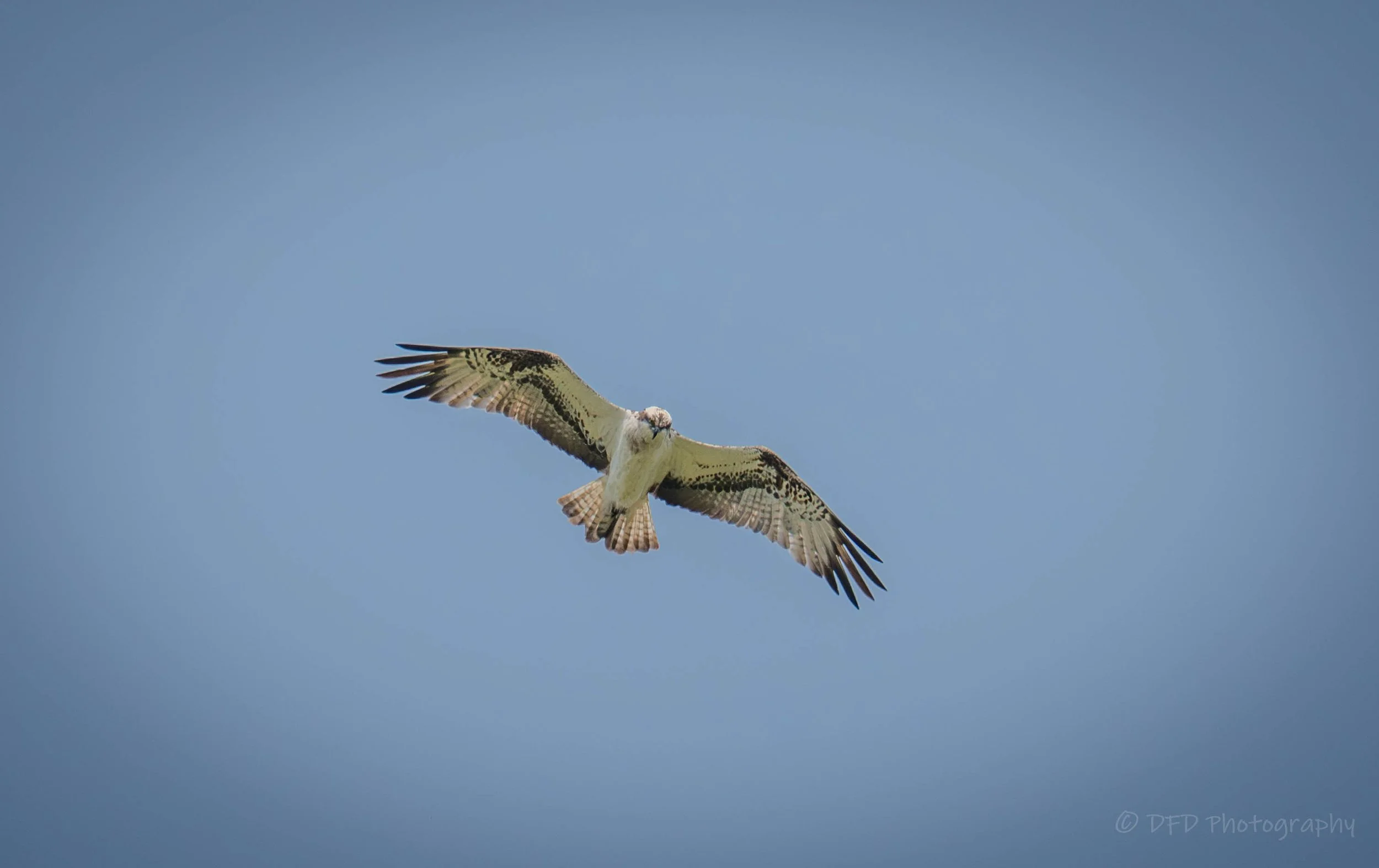 Osprey-marlee-30.jpg