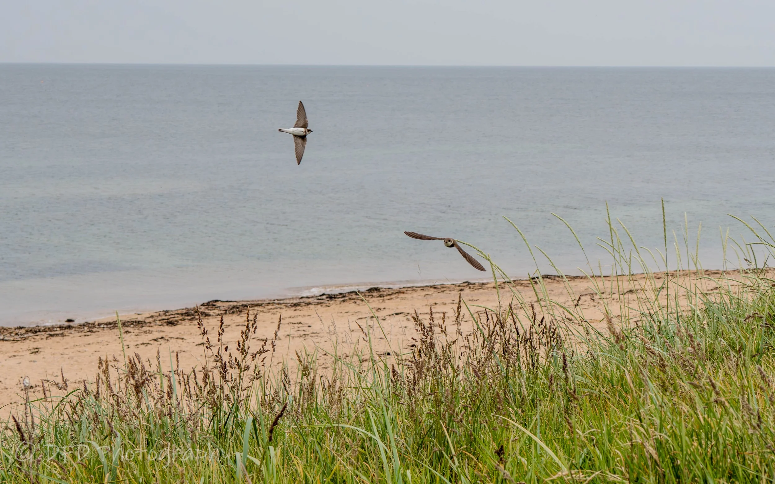 northern rough winged swallow3.jpg