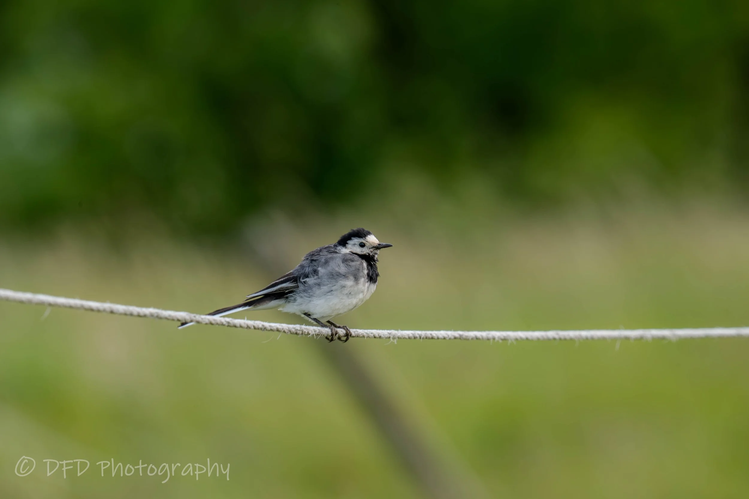 White Wagtail1.jpg