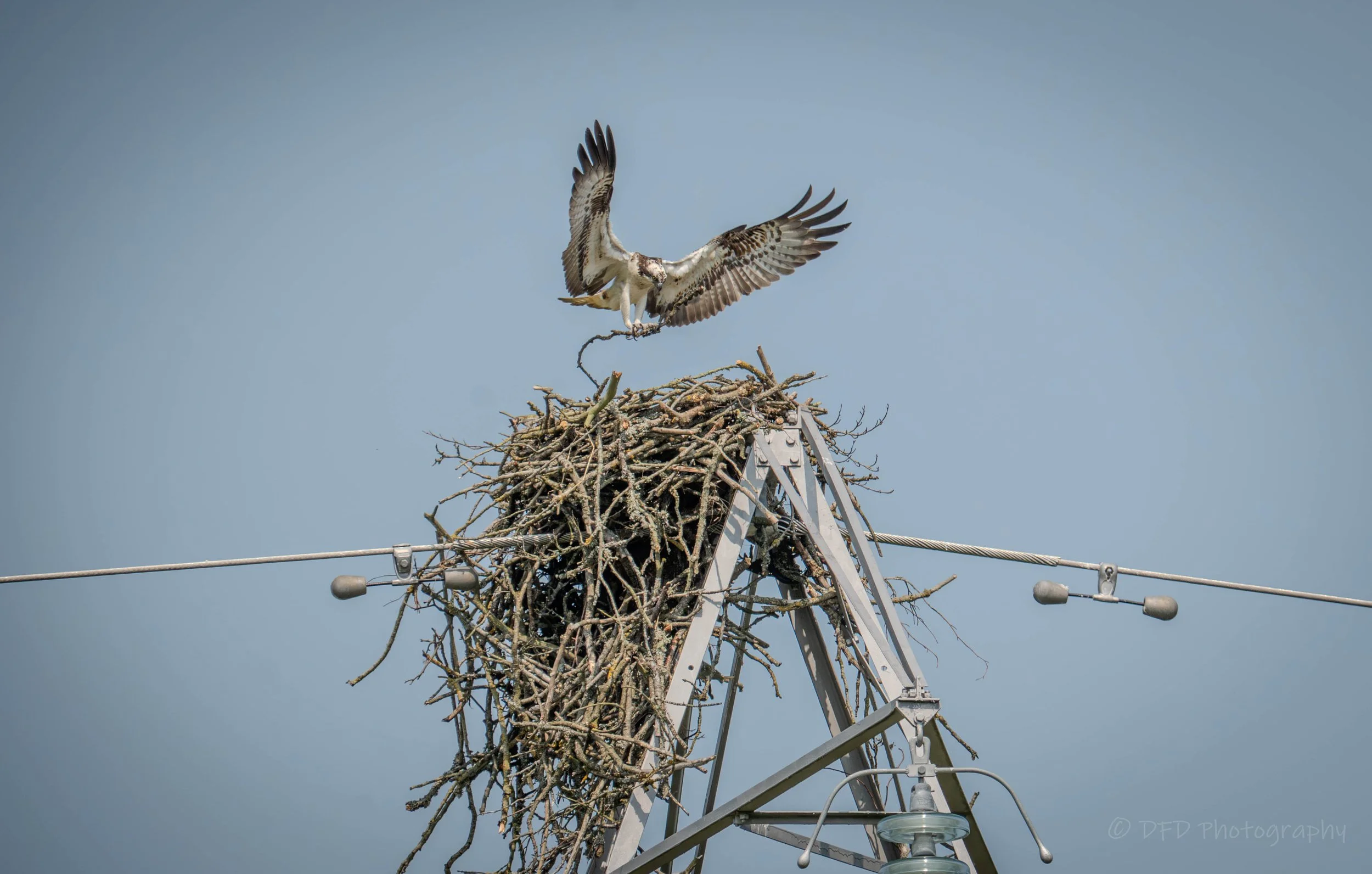 Osprey-marlee-11.jpg