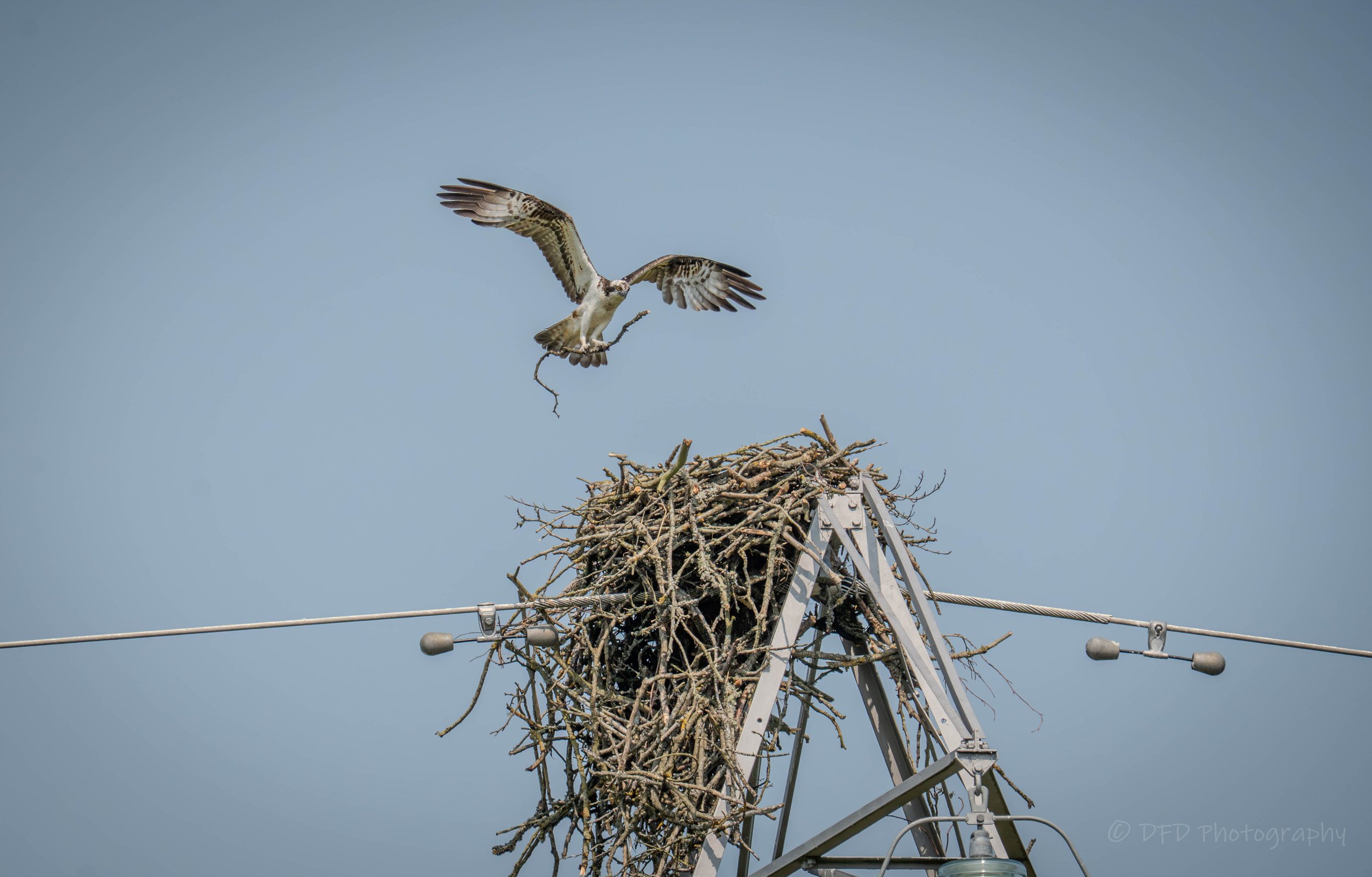 Osprey-marlee-5.jpg
