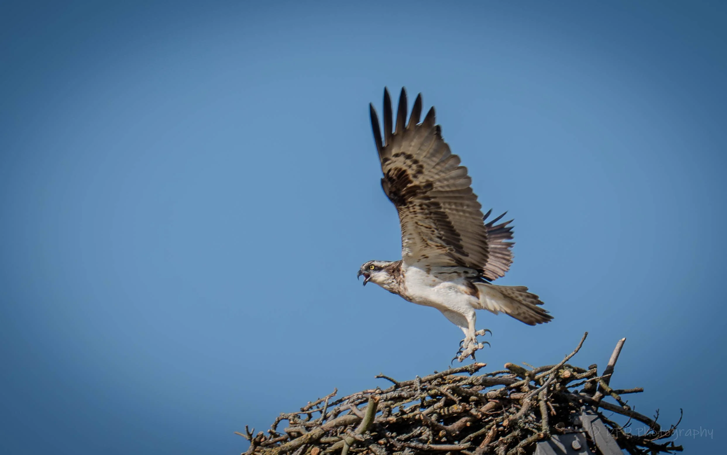 Osprey-marlee-34.jpg