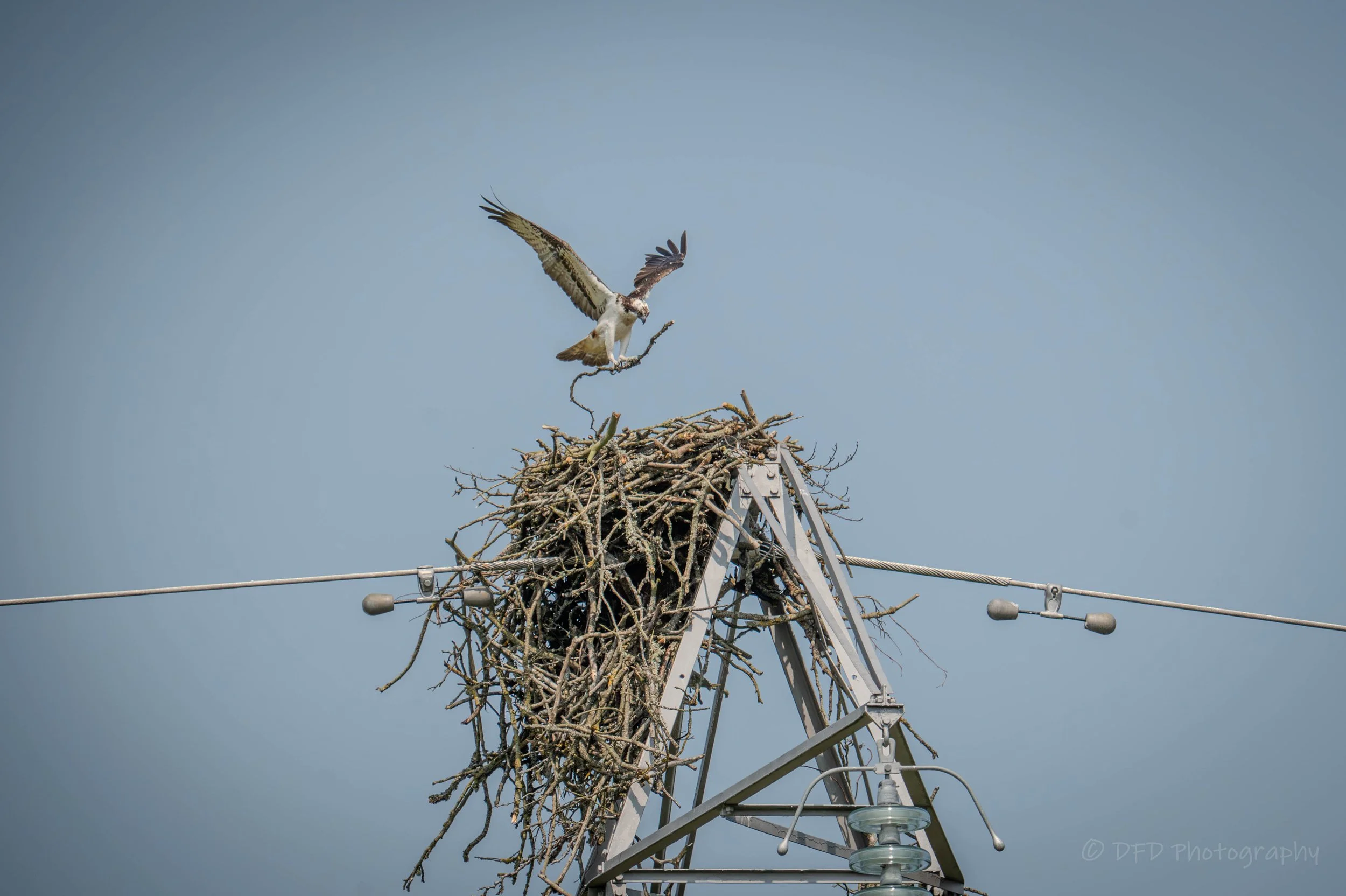 Osprey-marlee-10.jpg