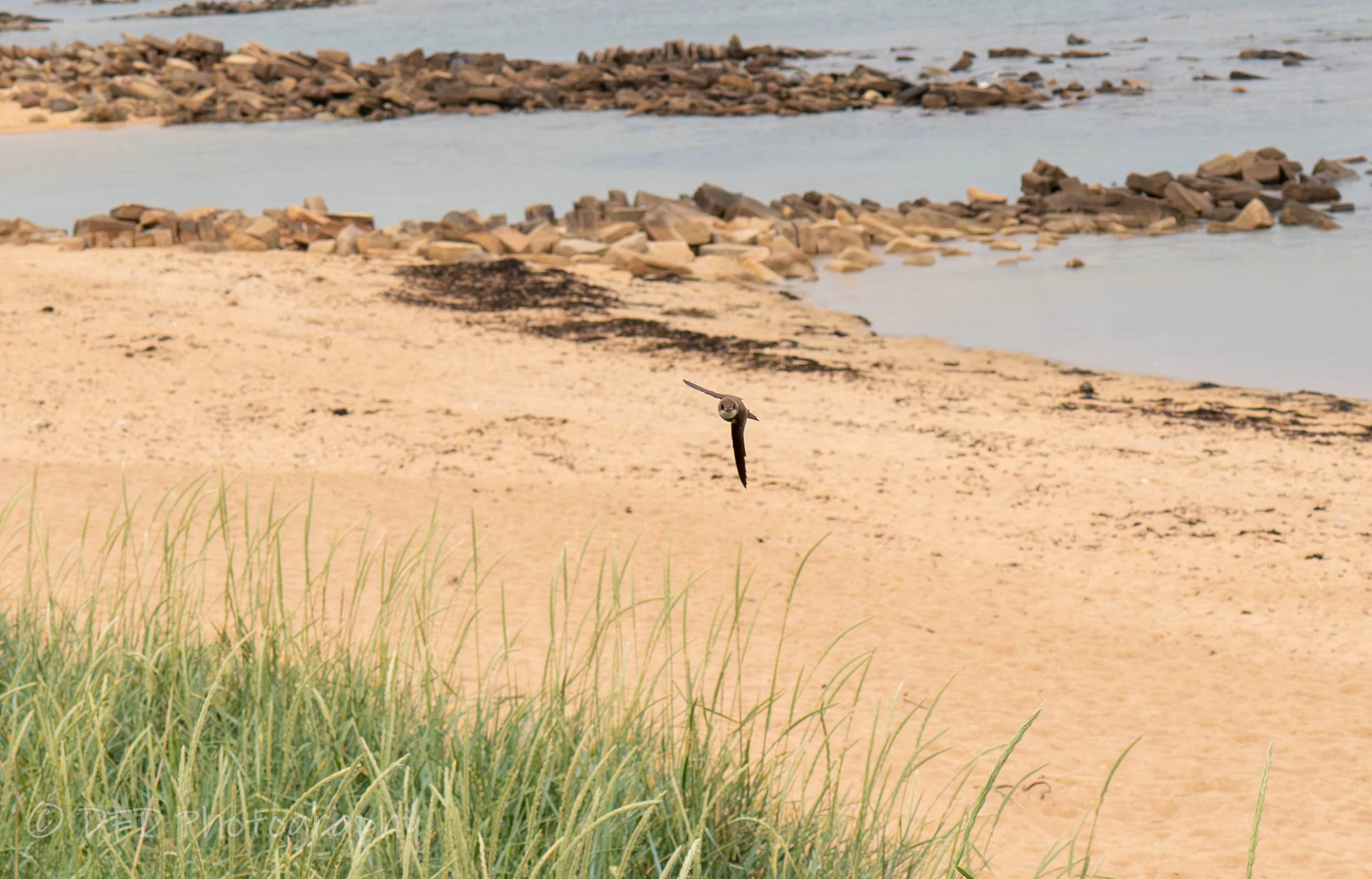 northern rough winged swallow1.jpg