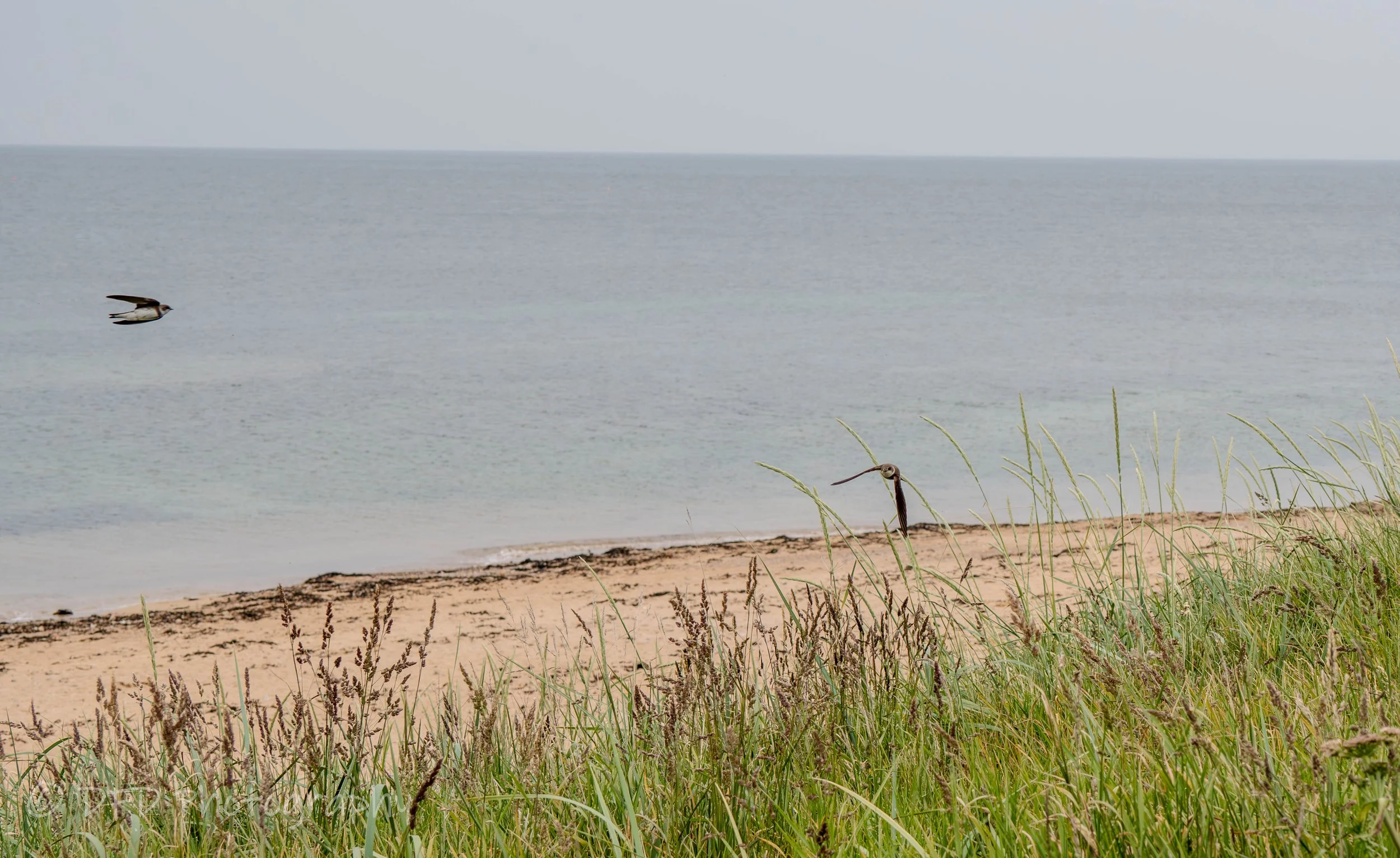 northern rough winged swallow2.jpg