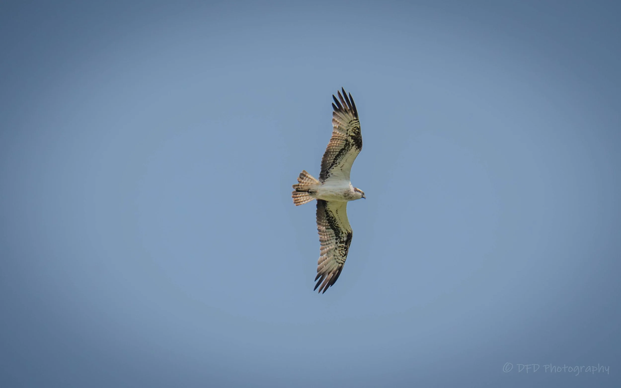Osprey-marlee-31.jpg