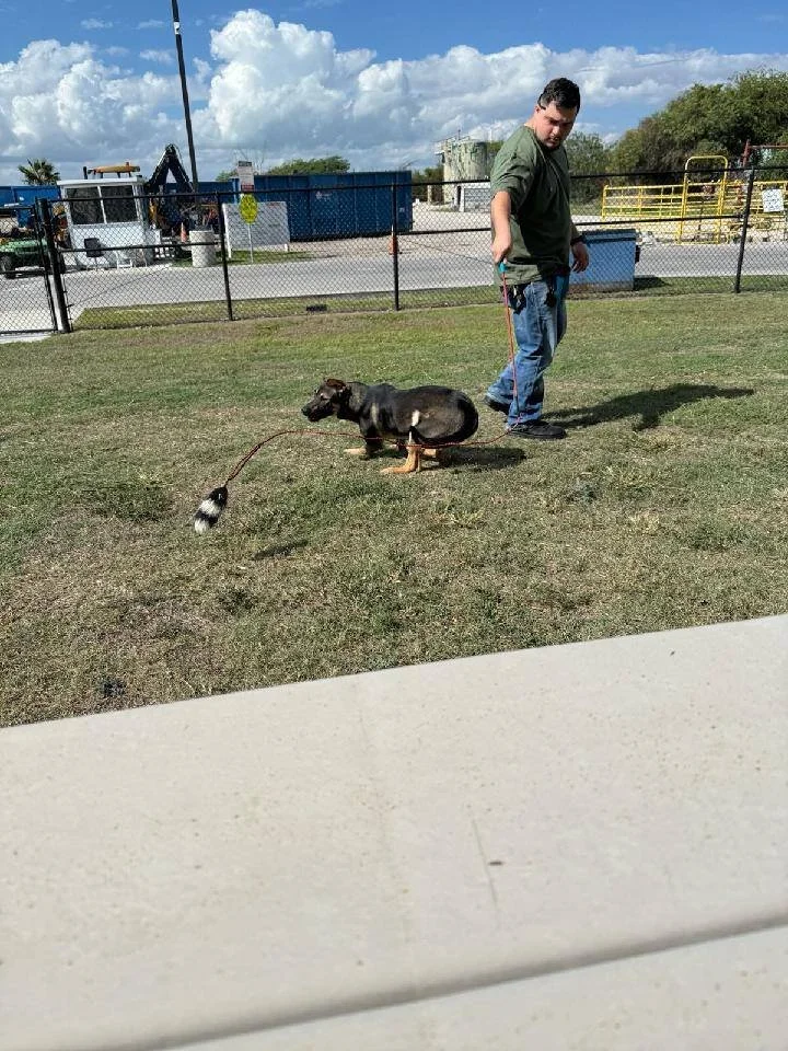 A man and a dog on a grassy field; the dog has a leashed toy in its mouth, and the man is holding the leash. The background shows a fence, some buildings, and a partly cloudy sky.