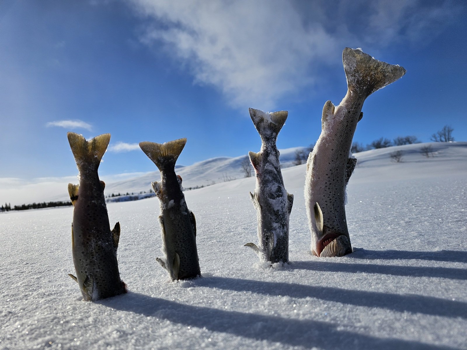 Lørdag 14. mars: isfiskedag på Rensenn