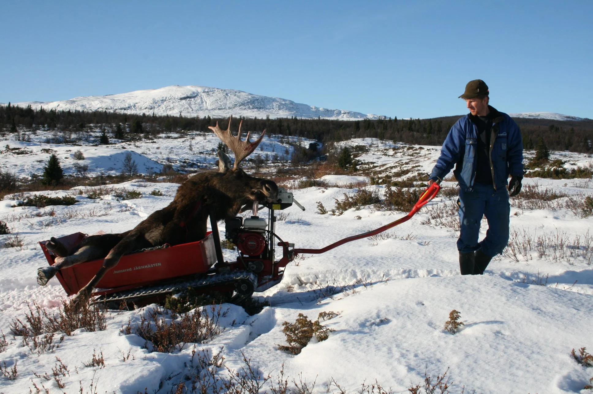Storviltjakt - open for søknader