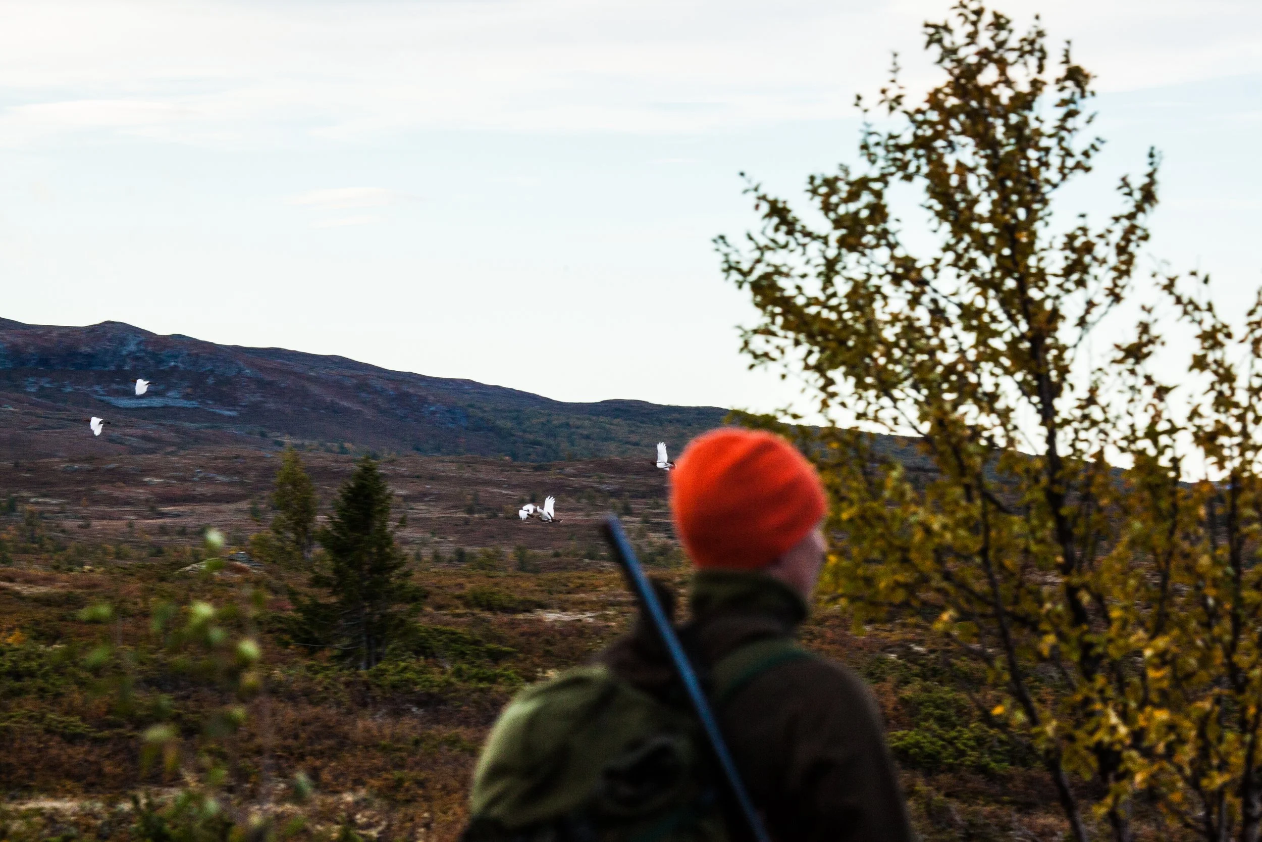 Trekning av småviltjakt er gjennomført