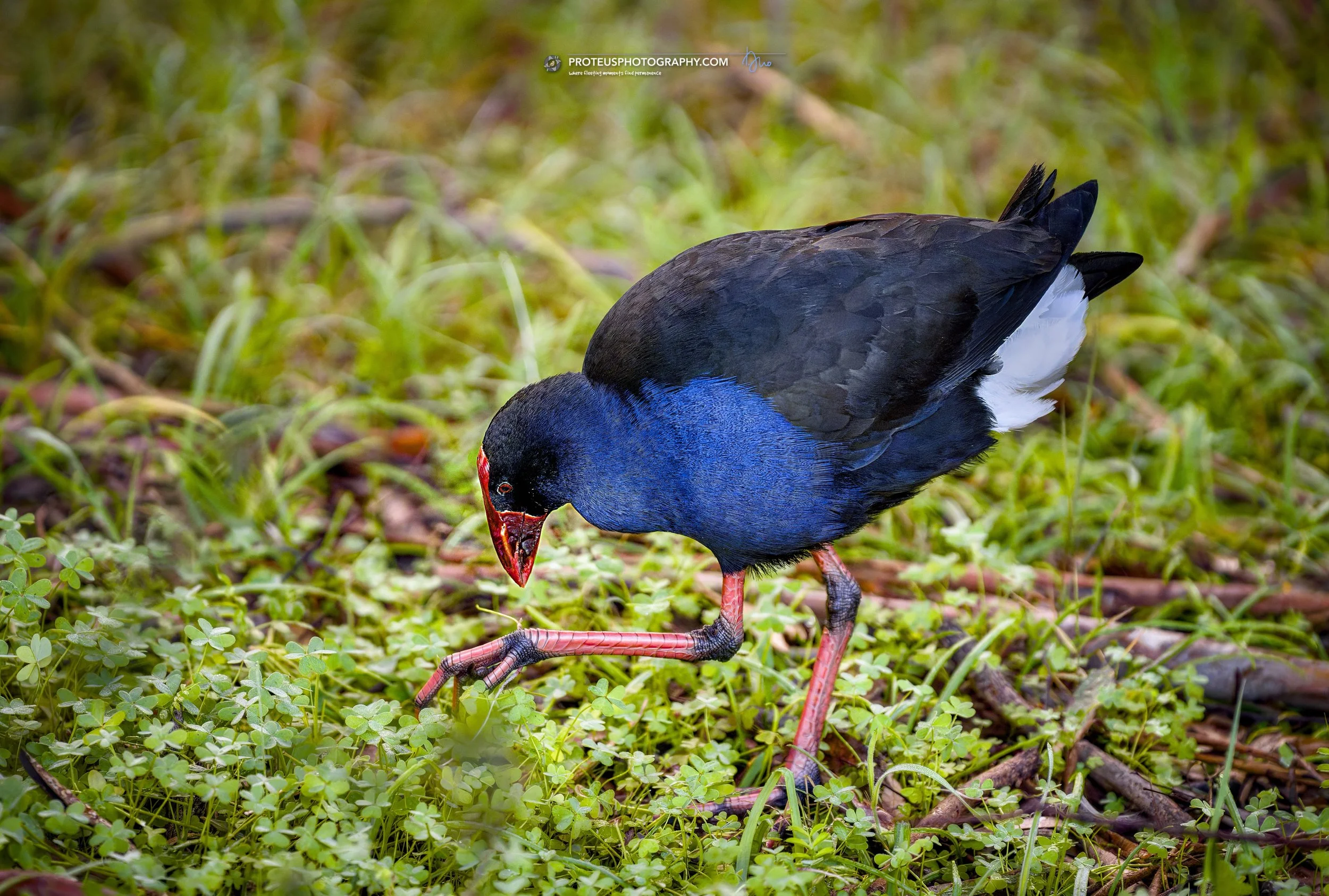 foraging for food