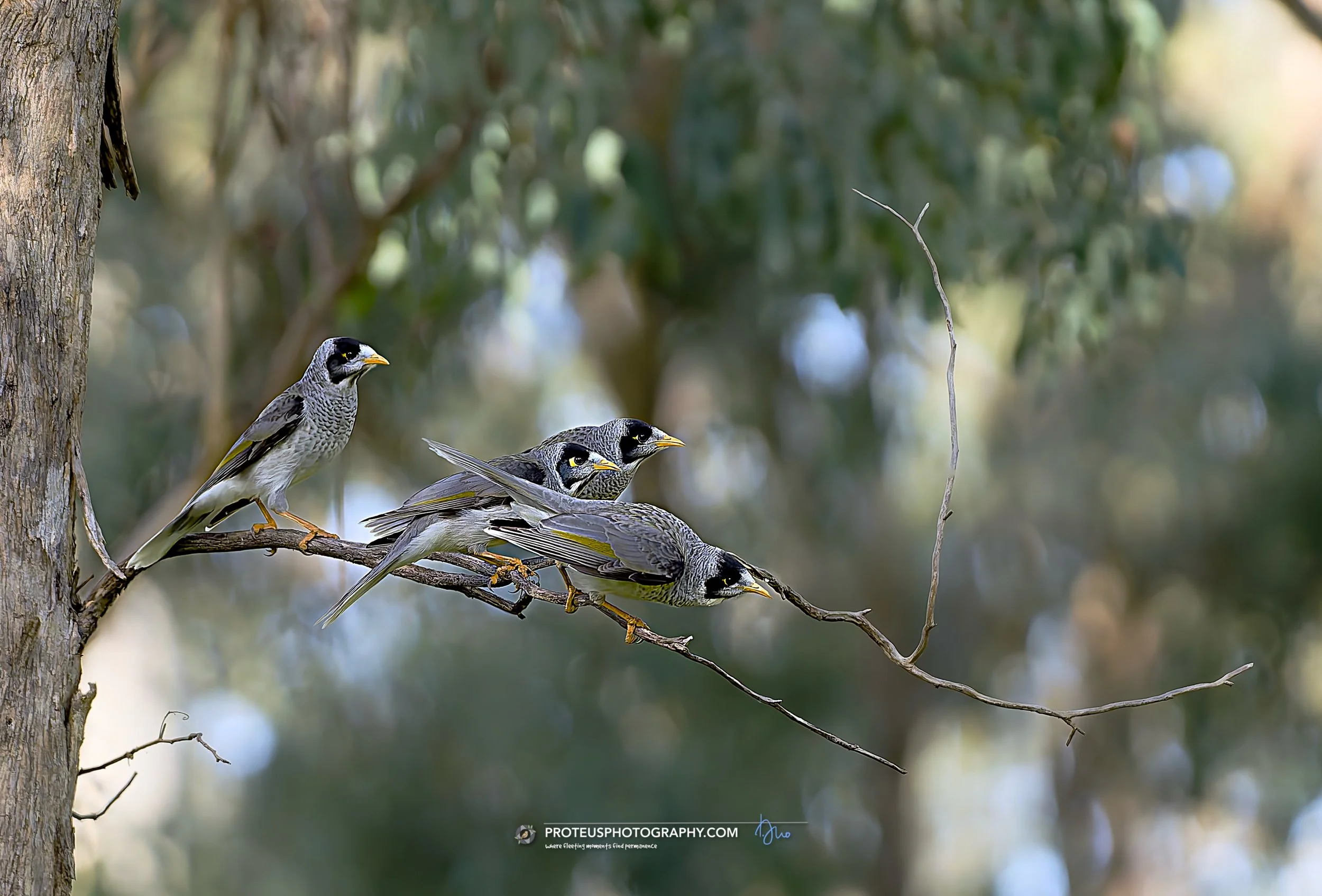 noisy miners excited