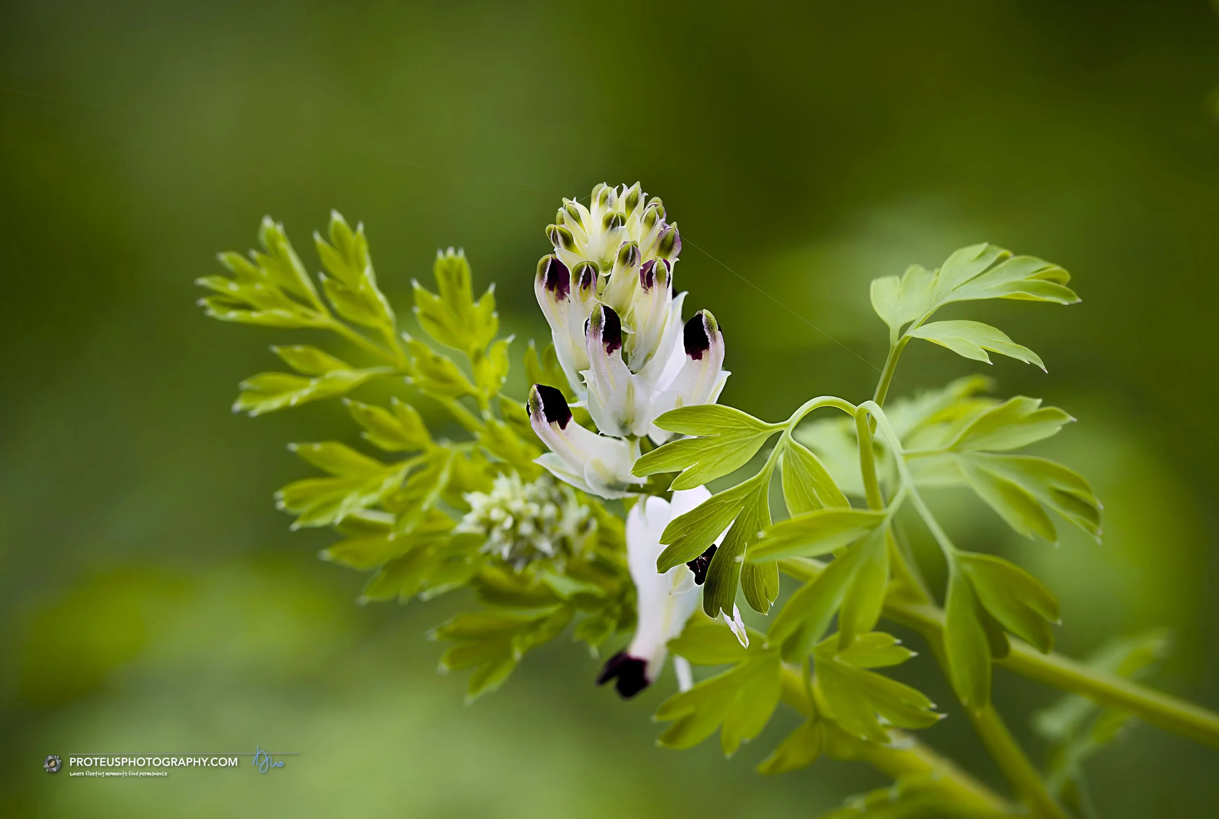 white fumitory (fumaria capreolata) - from the "smoky" or "fumy" origin of its name comes from the translucent colour of its flowers, giving them the appearance of smoke or of hanging in smoke.