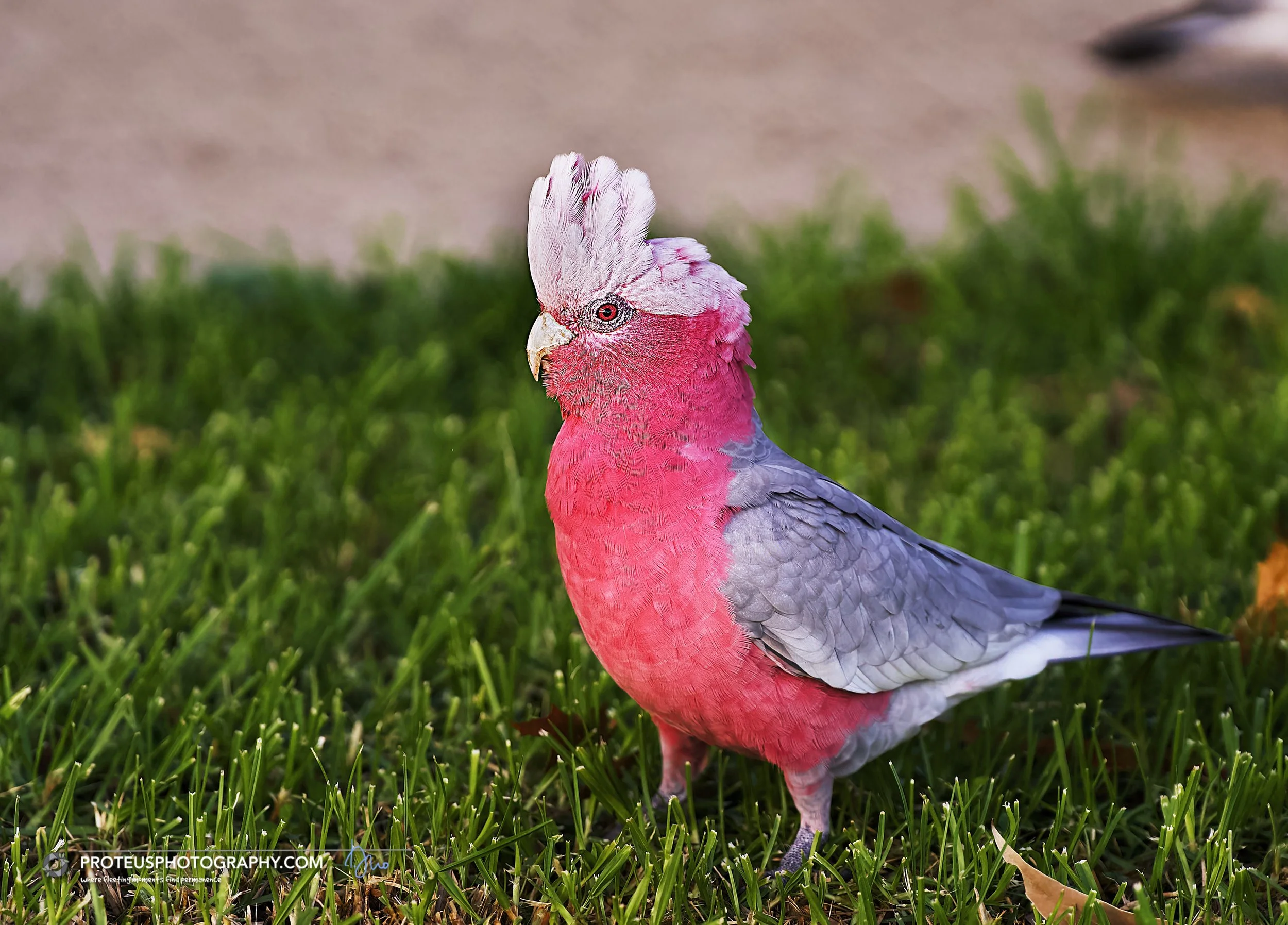 galah