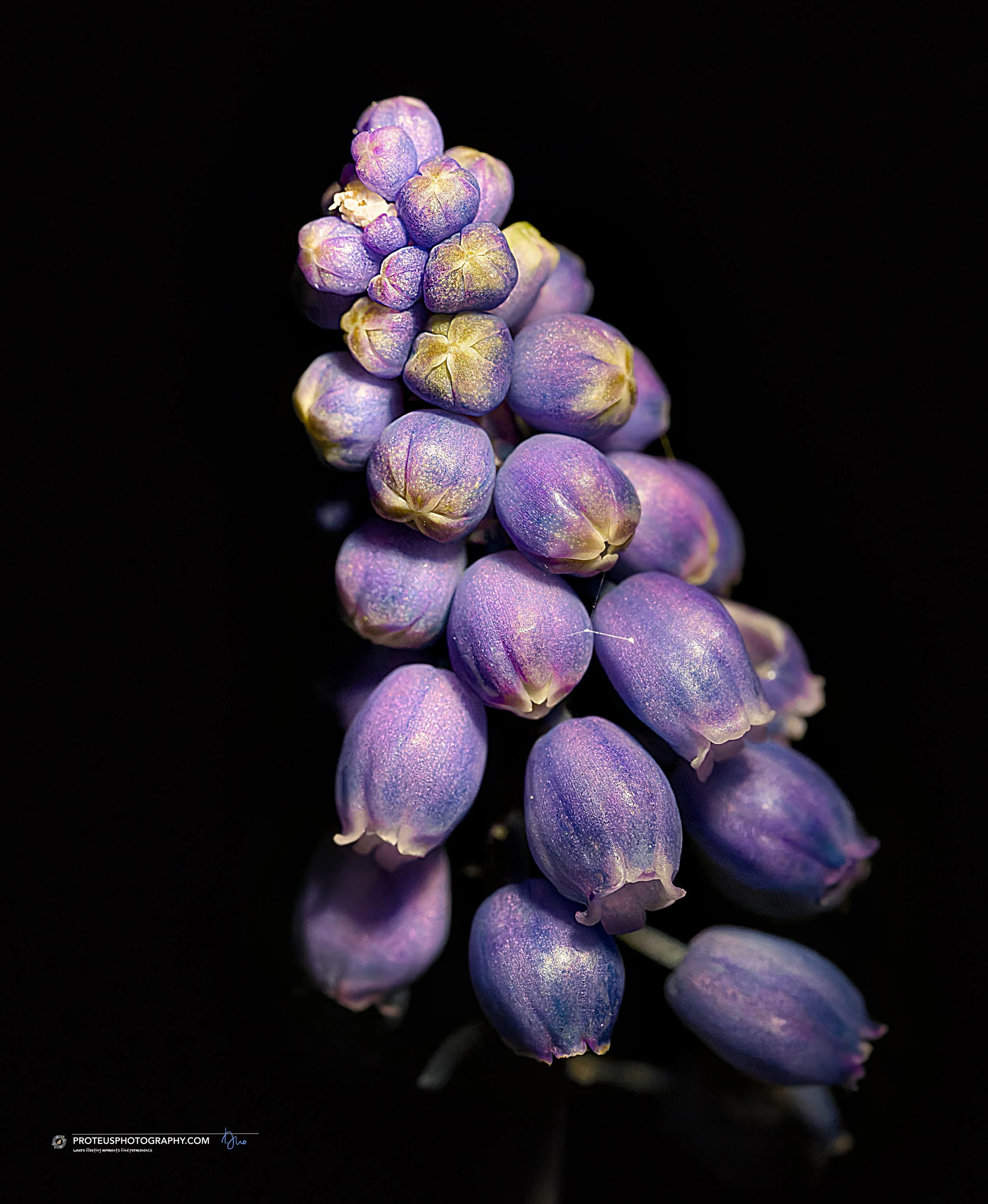 grape hyacinth (muscari species) inflorescence, featuring dense, urn-shaped blue-purple bell flowers with paler margins arranged in a compact cluster resembling a bunch of grapes.