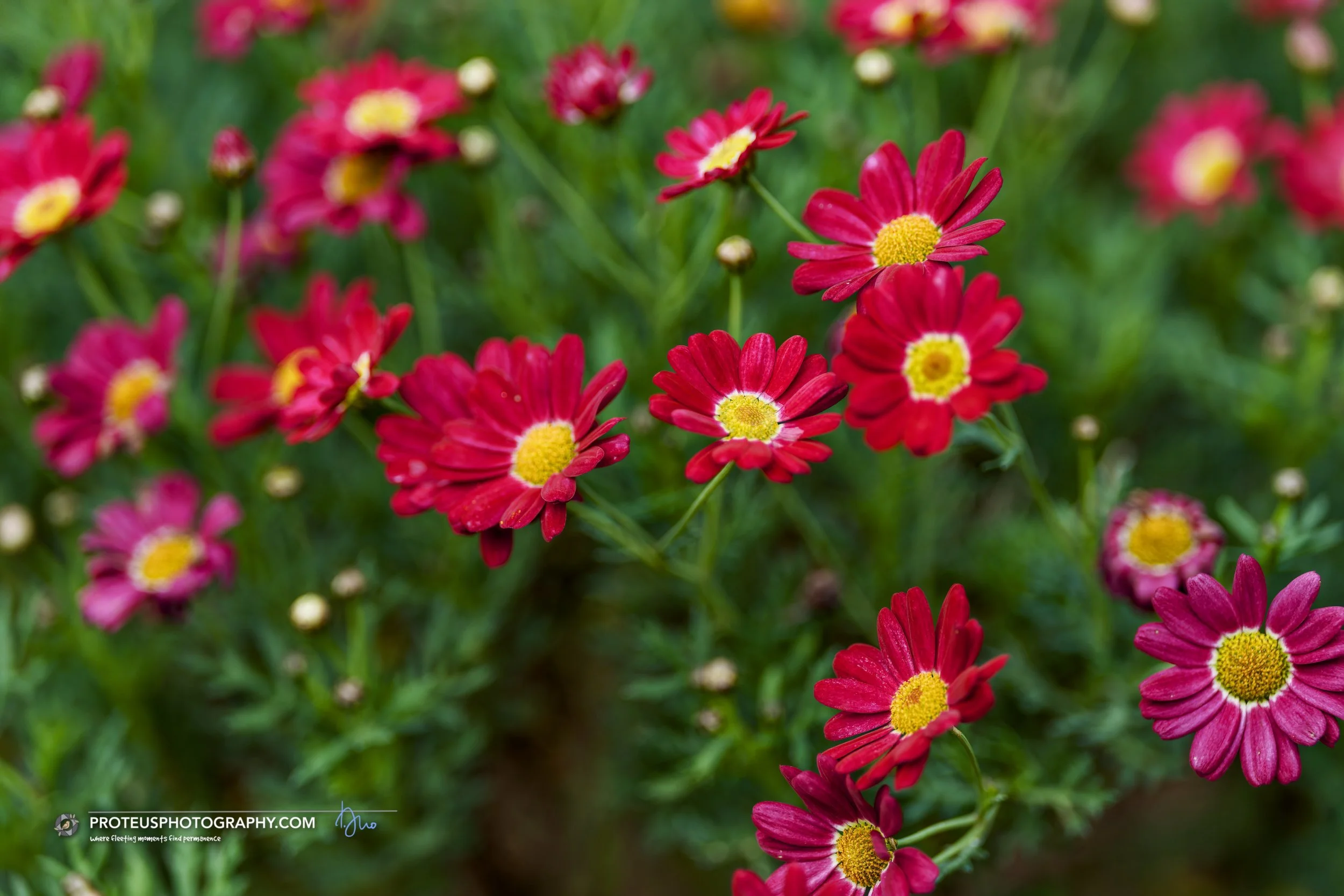 Marguerite daisy (argyranthemum frutescens) 