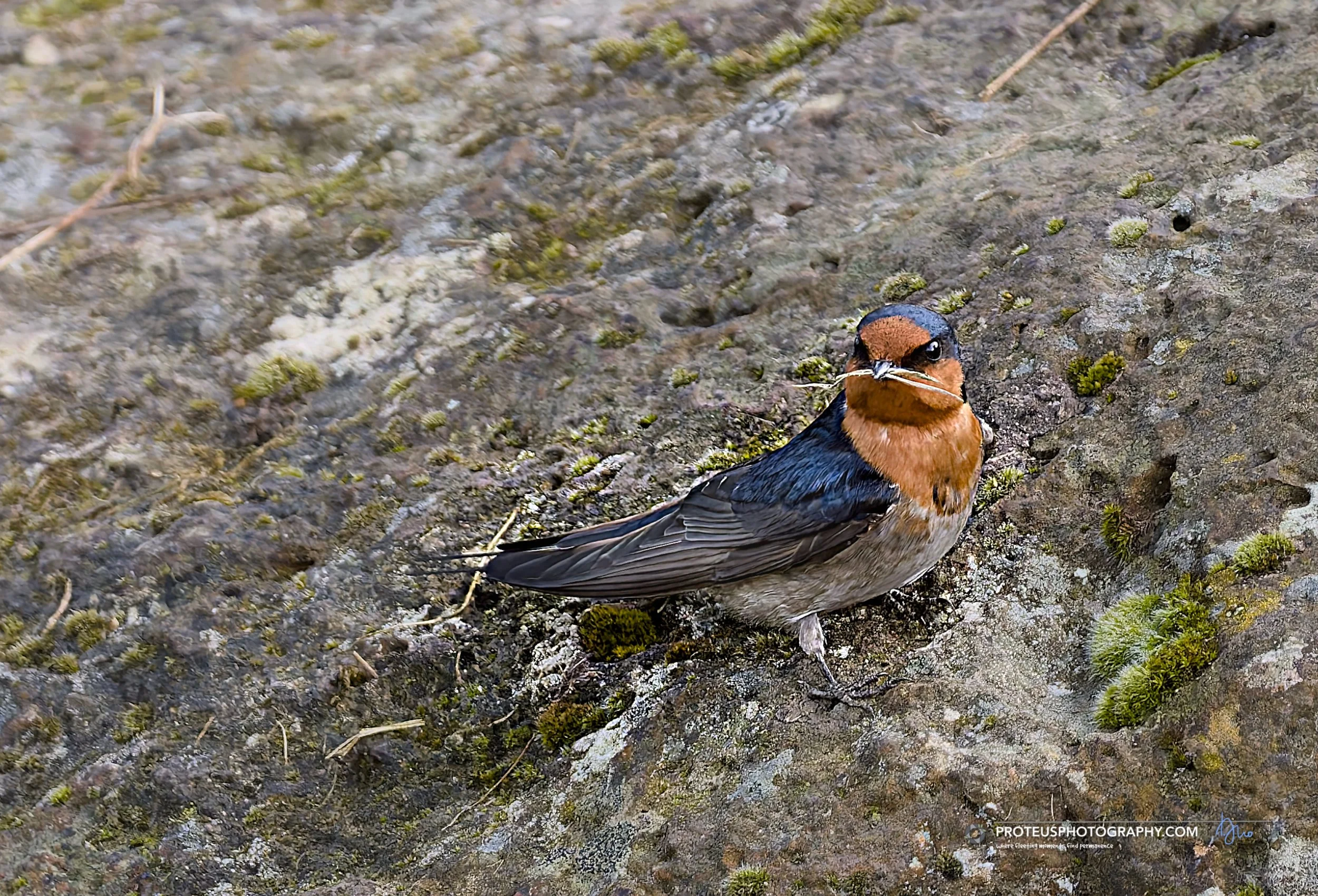 welcome swallow (Hirundo neoxena)