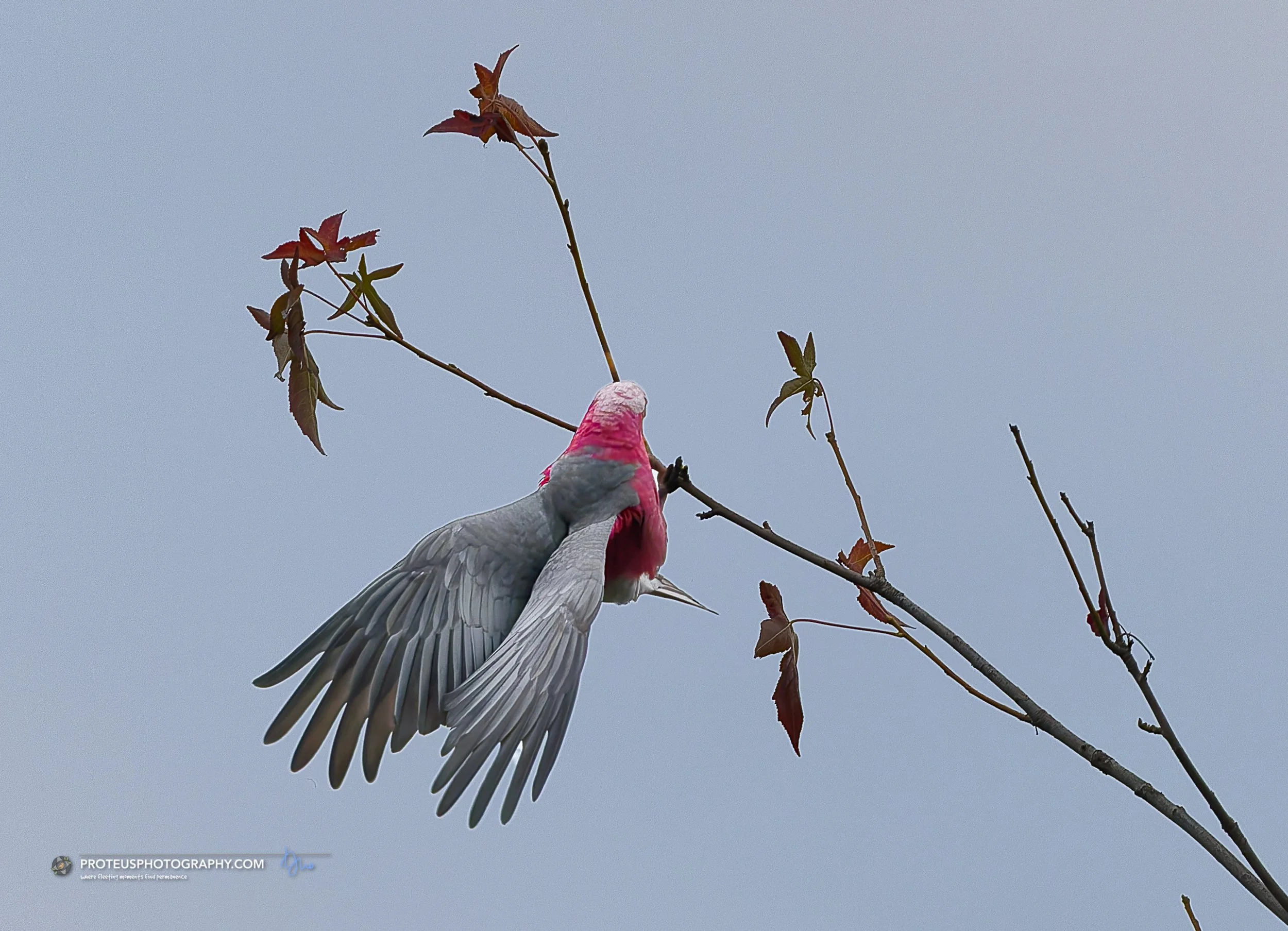 Galah in Strife