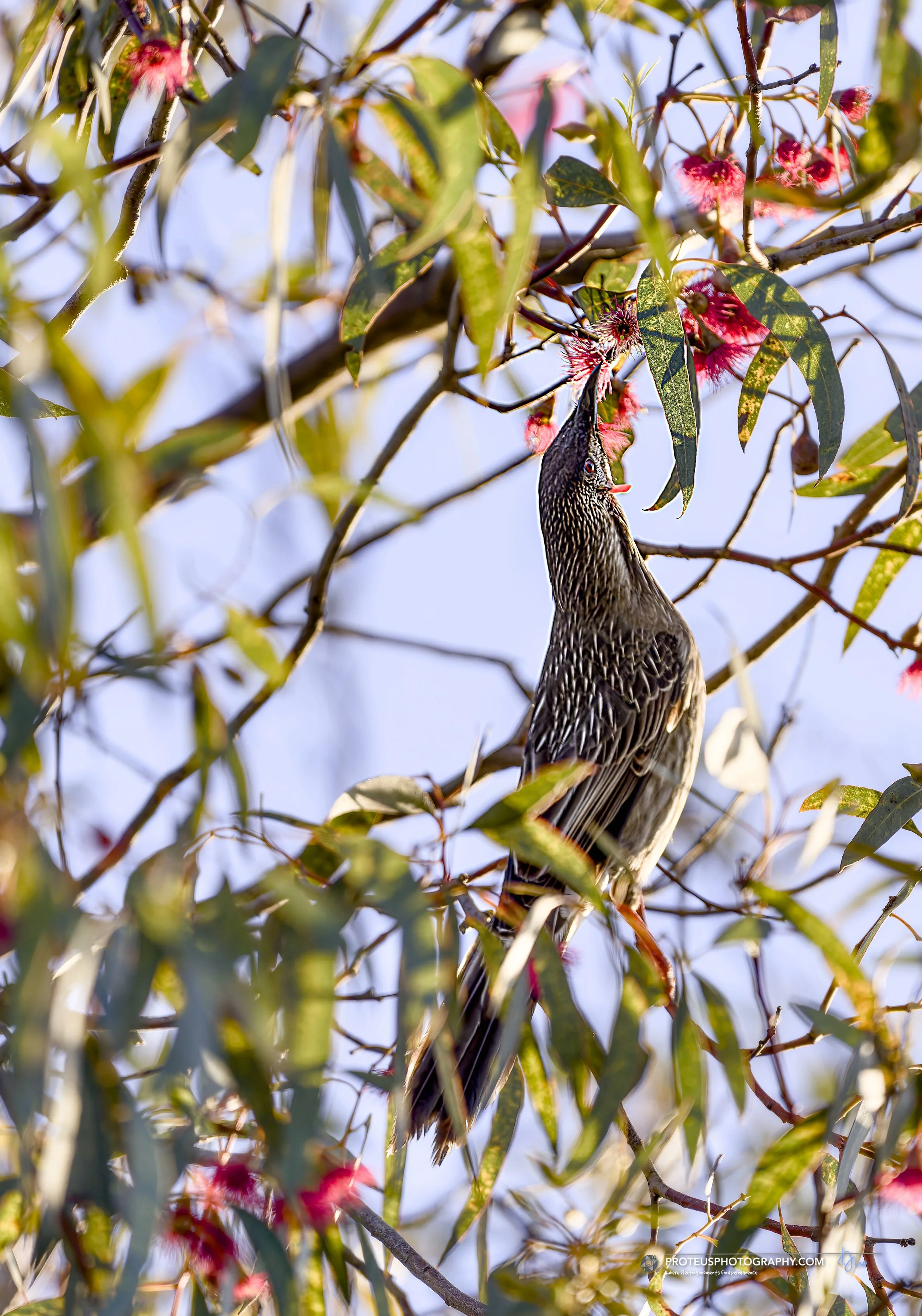Red Wattlebird (Anthochaera carunculata) 