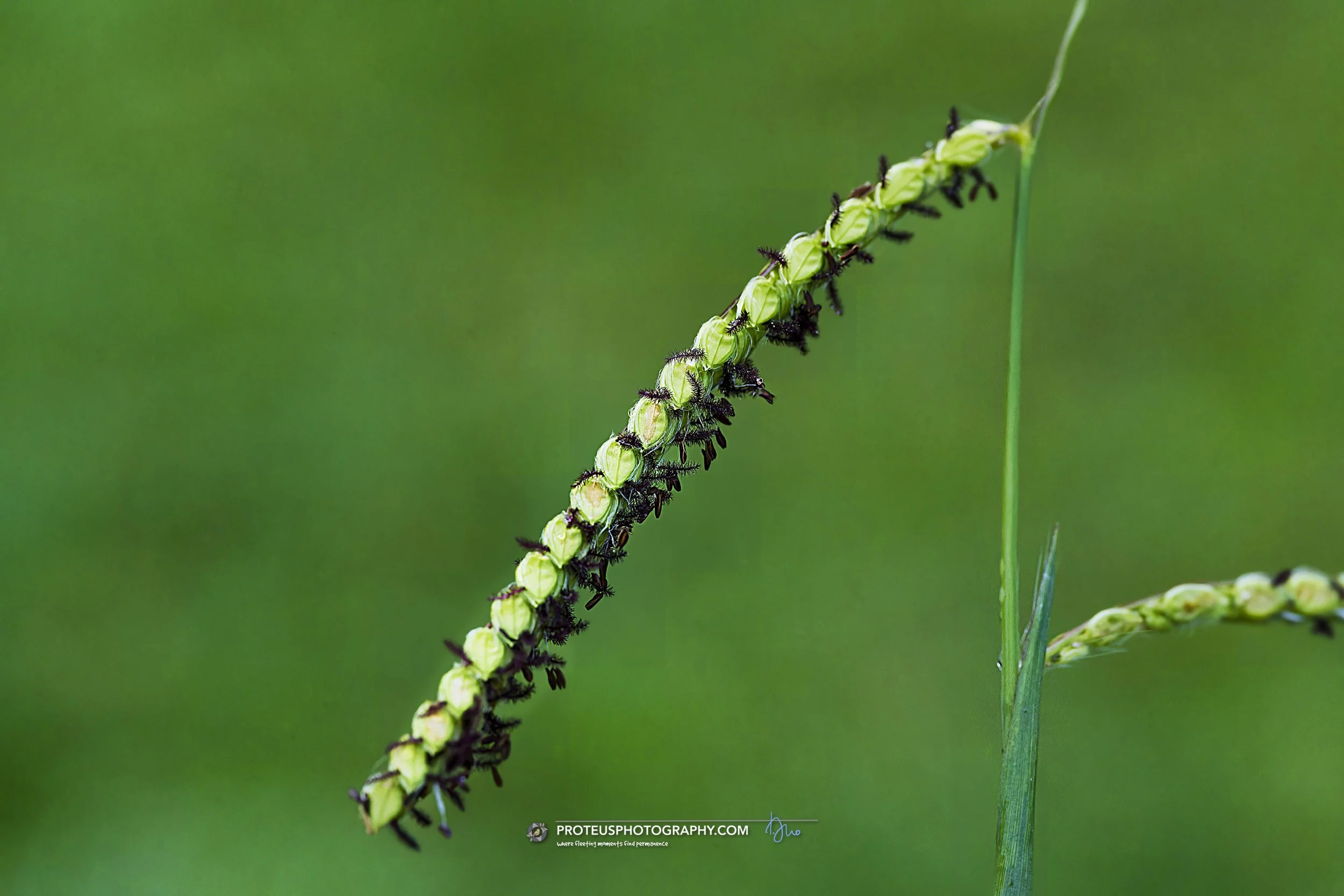 Dallisgrass (Paspalum dilatatum)