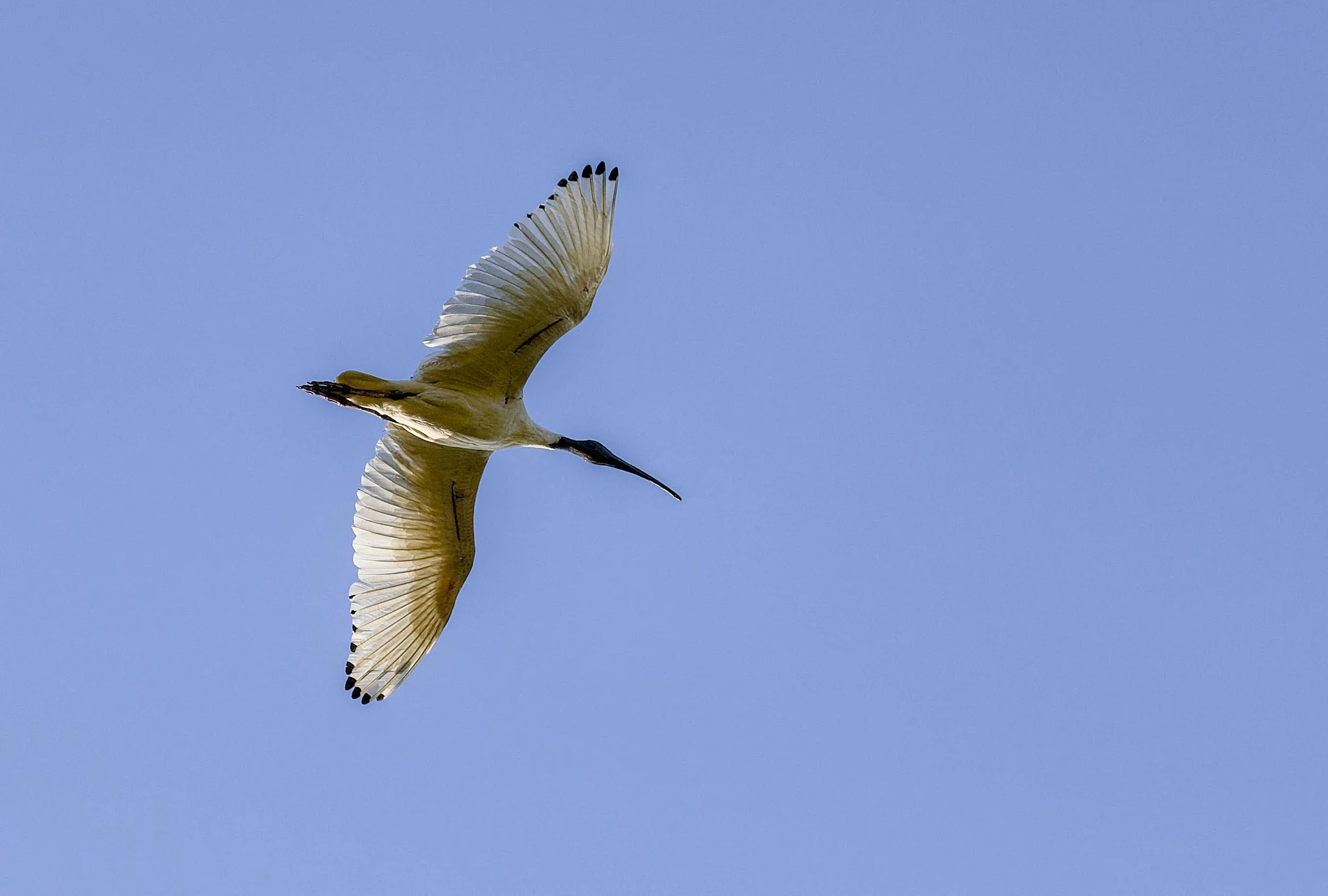 Australian white ibis (Threskiornis molucca).