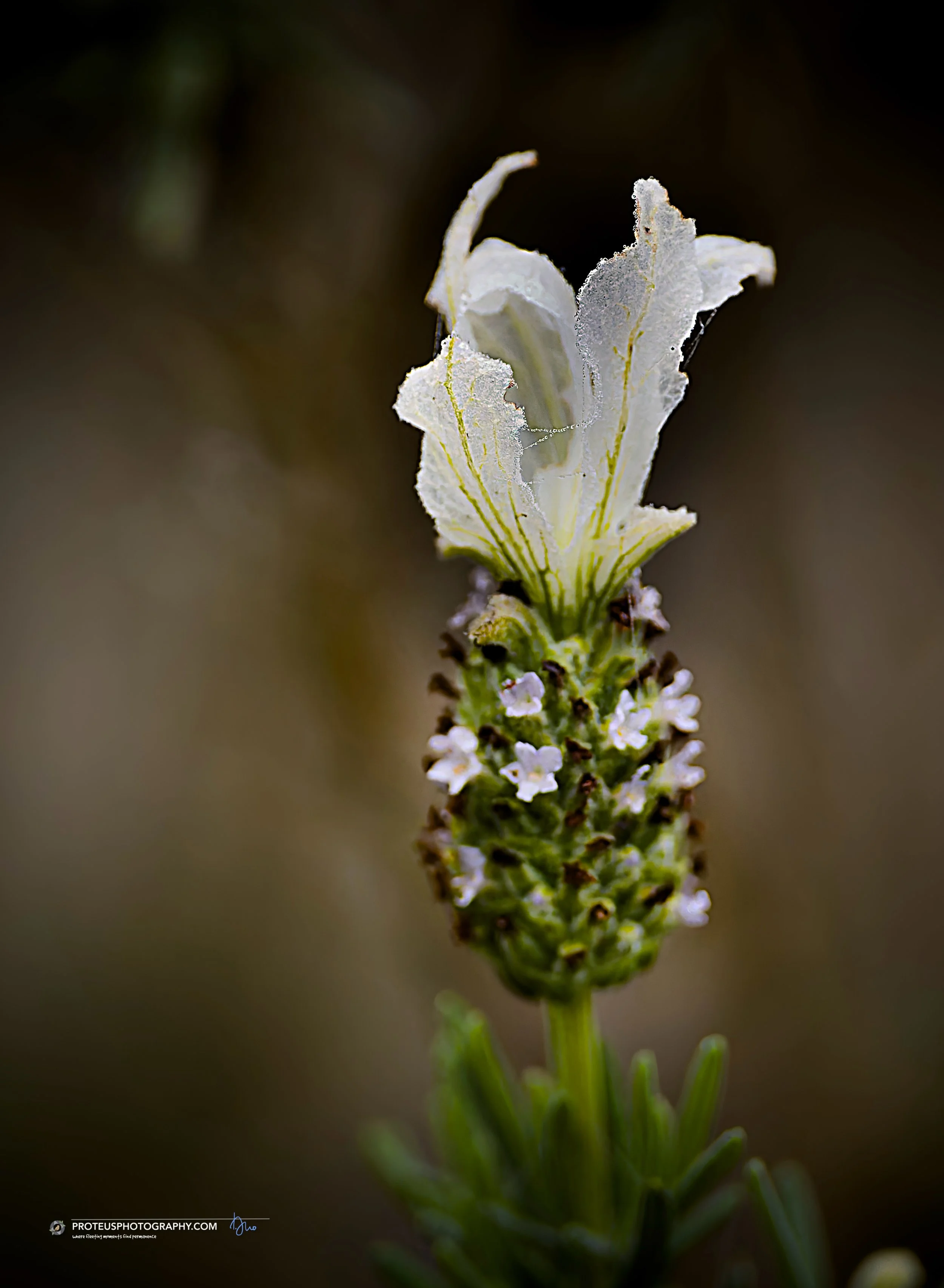 white spanish lavender (lavandula stoechas), often called Butterfly lavender or Topped lavender. where the "Wings" (Sterile Bracts) are translucent, papery white structures crowning the flower head are not the actual petals, but sterile bracts (often