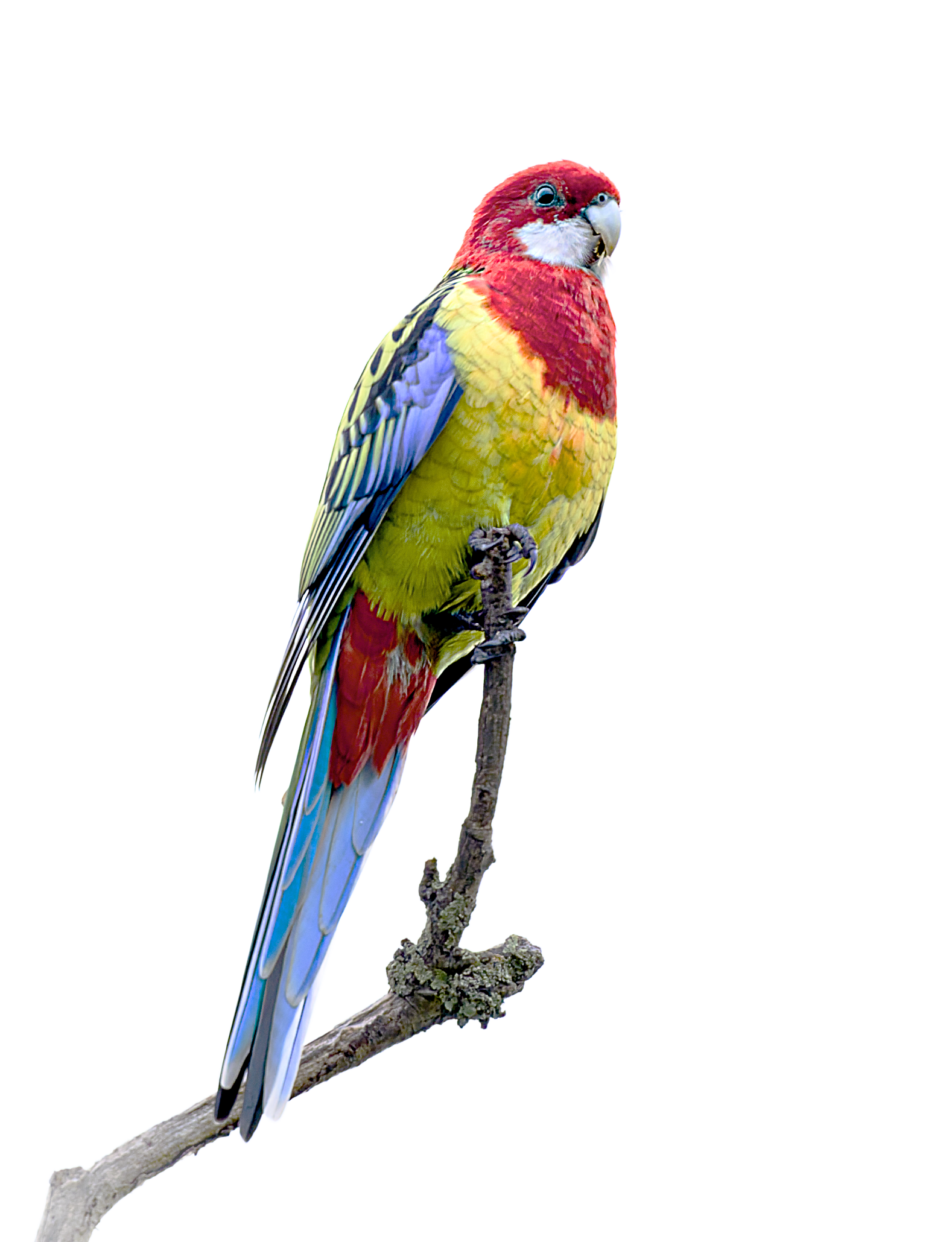  Eastern rosella (Platycercus eximius)