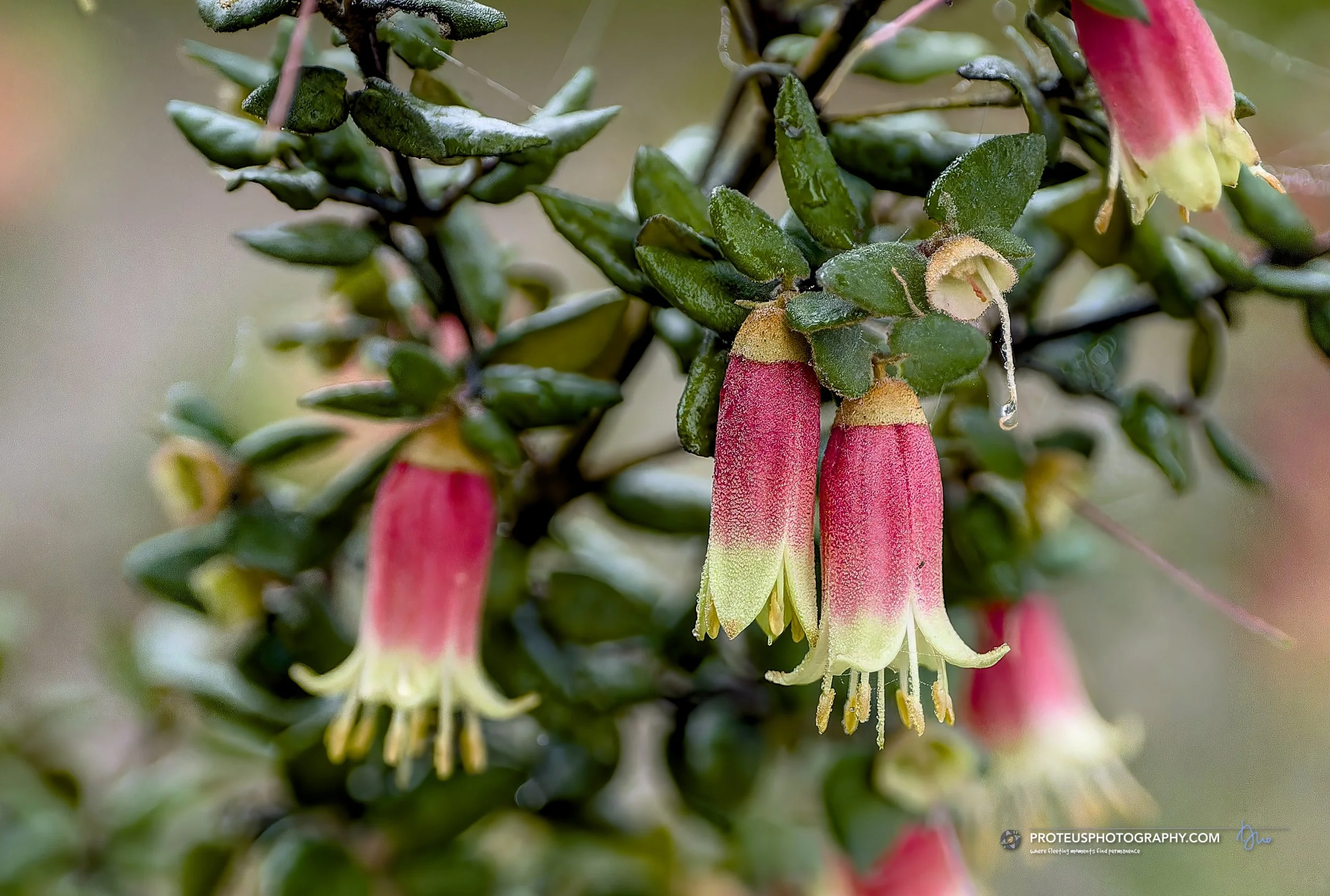 native fuchsia (correa reflexa)